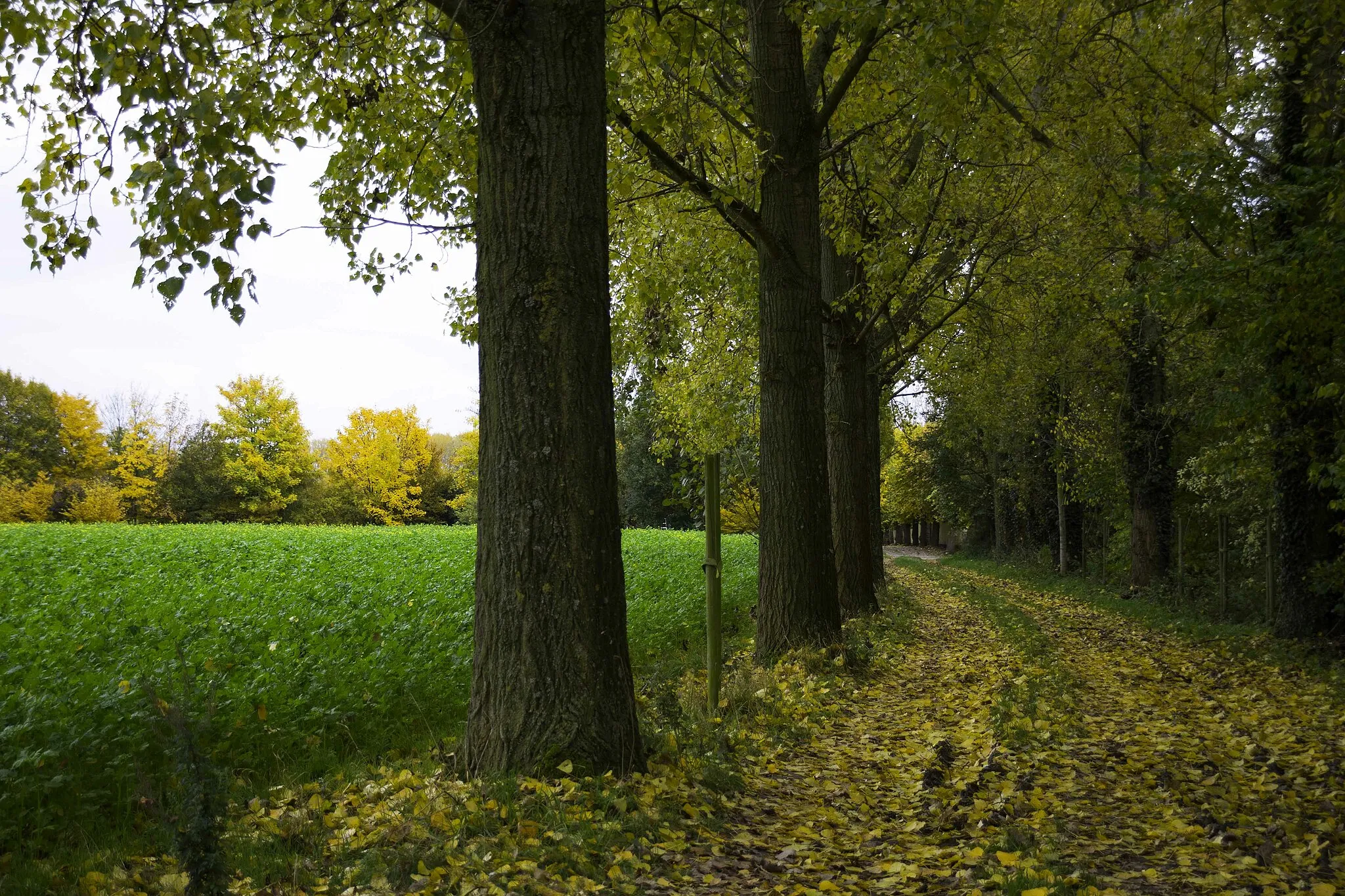 Photo showing: lovely autumn