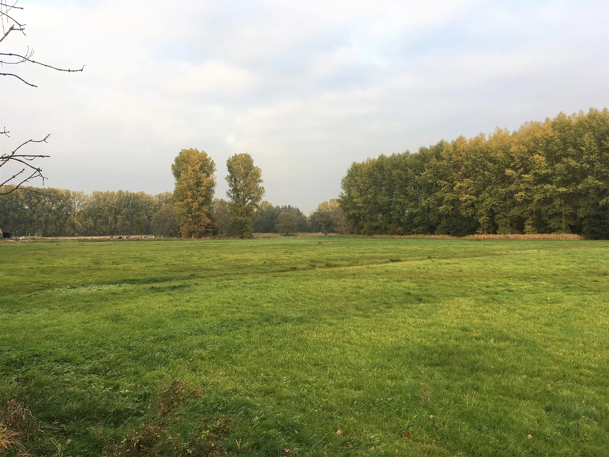 Photo showing: Weide en bos op de grens van Affligem (deelgemeente Essene) met Ternat (deelgemeente Sint-Katherina-Lombeek)