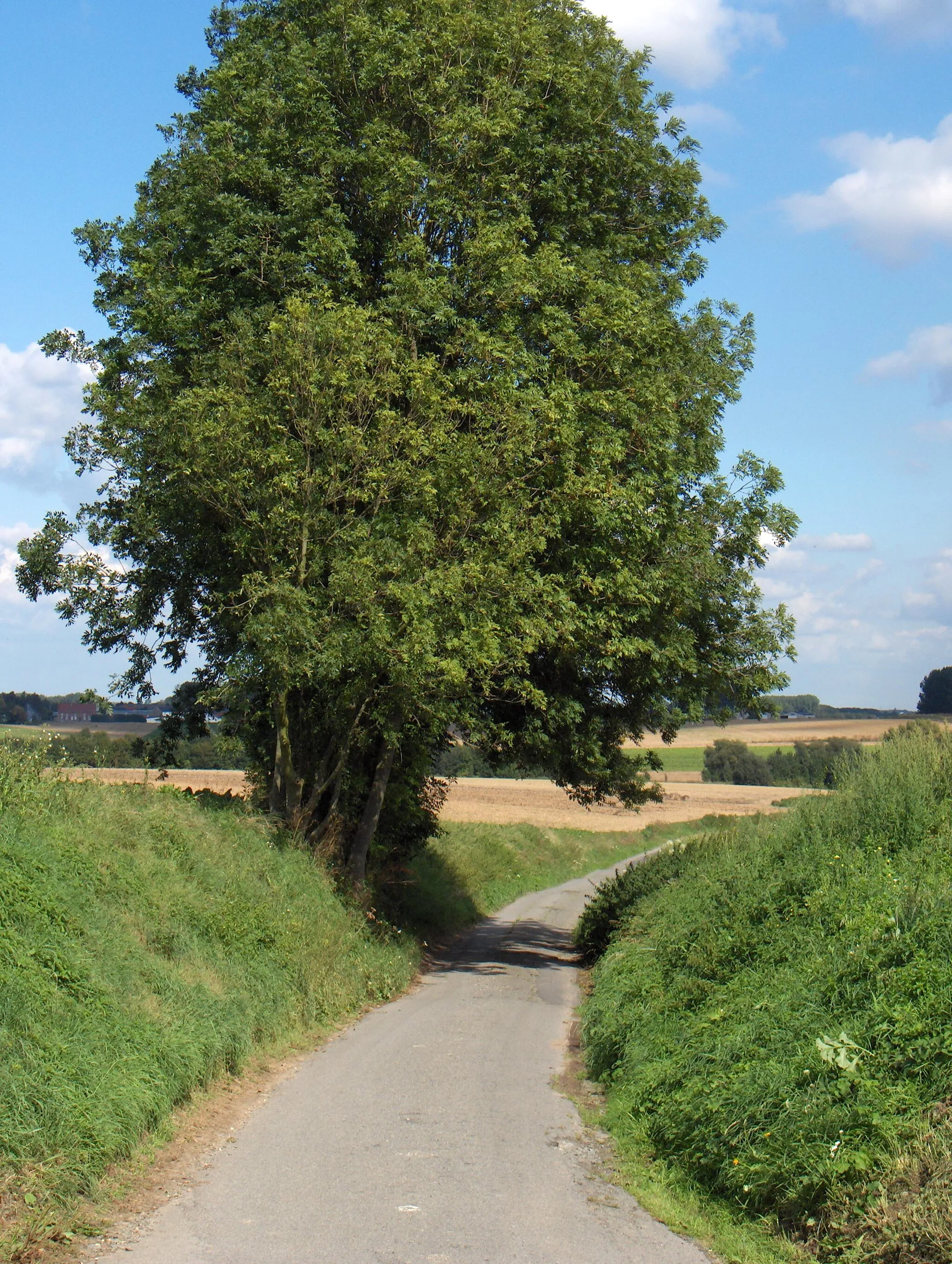 Photo showing: Beschreibung: Braine-le-Comte (frz.)/'s Gravenbrakel (ndl.), Ortsteil Steenkerque (Belgien, Prov. Hennegau = Hainaut), Landschaft nördlich der Dorfmitte; Straße: Haut Bosquet, Kreuzung mit dem Chemin de Wattines, Blick nordostwärts

Fotograf: Friedrich Tellberg
Datum: 17. September 2005