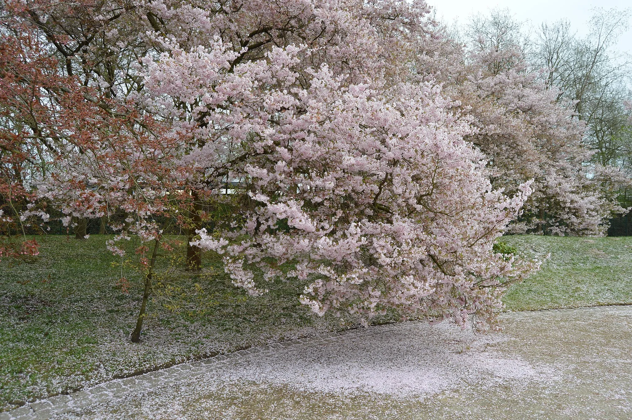 Photo showing: The japanese garden of Hasselt.