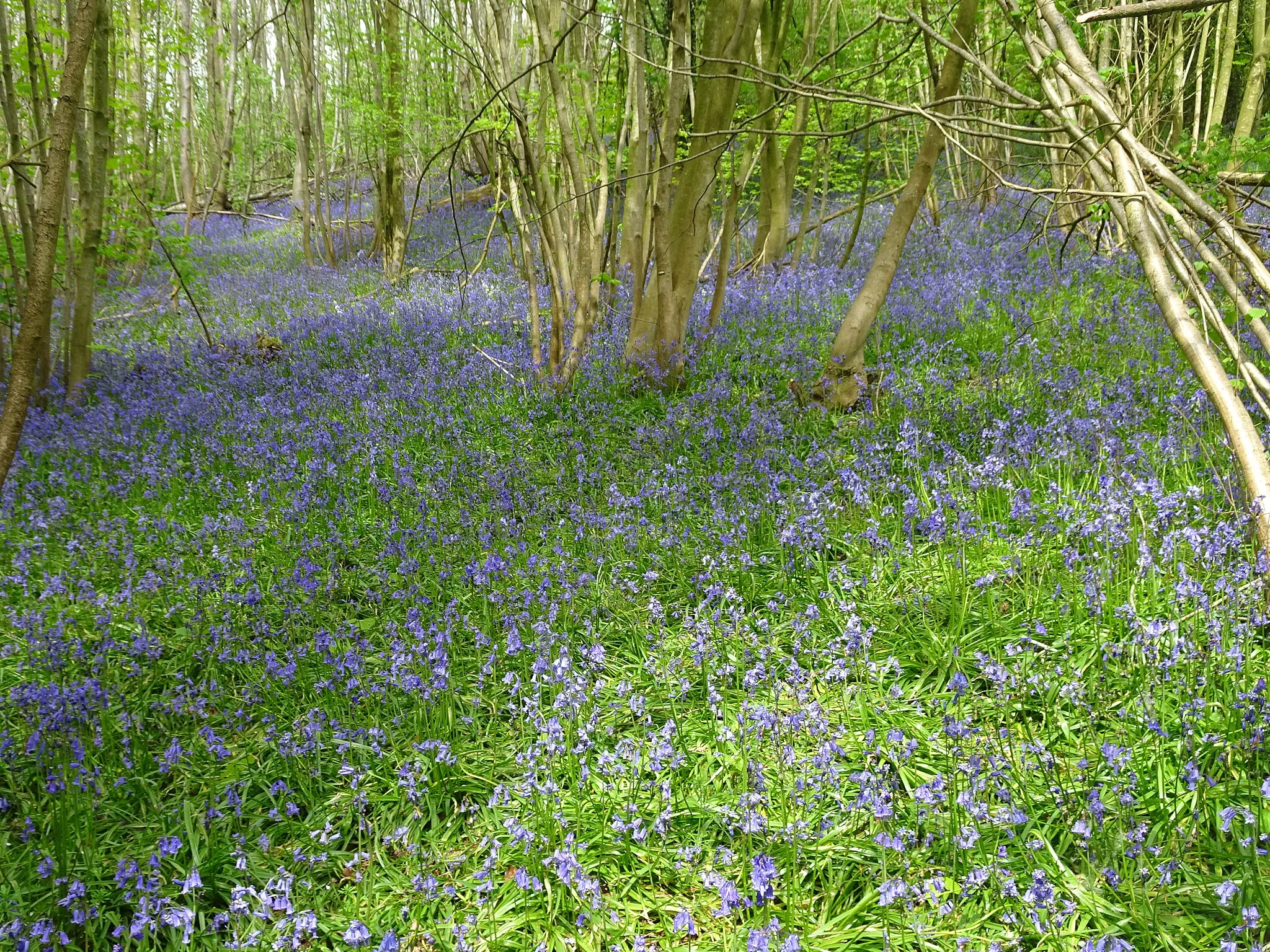 Photo showing: Réserve Sulferberg-Brandersbos   Rodeberg   (territoire de Westouter). Heuvelland, Flandre occidentale, Belgique