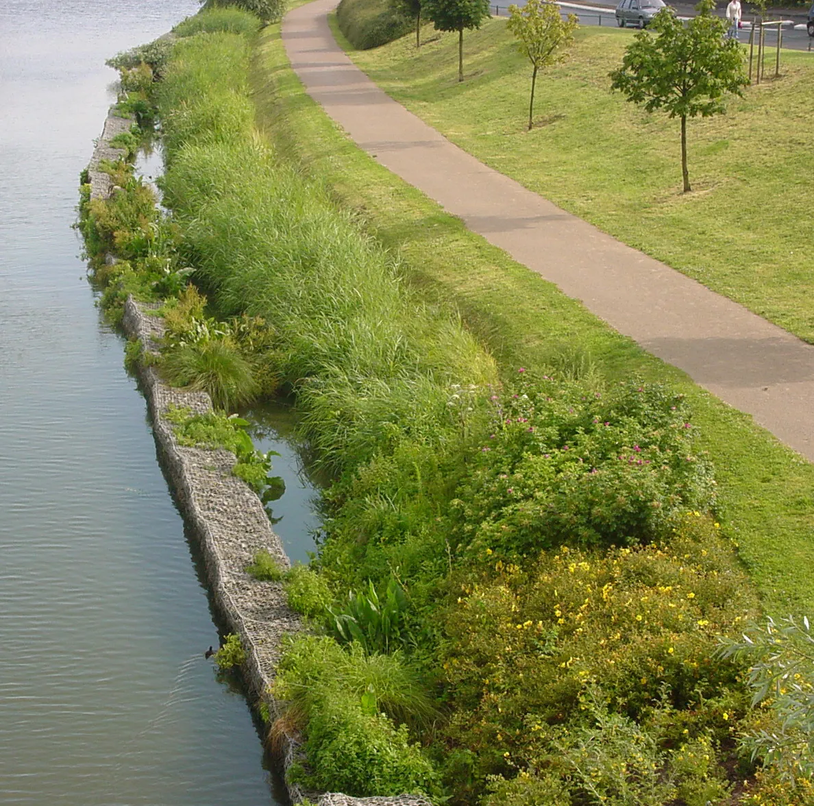 Photo showing: Lagunage linéaire en bordure de canal, mis en place par Voies Navigables de France (VNF) dans le nord de la France, entre Lambersart et Lille, sur la Deûle canalisée.