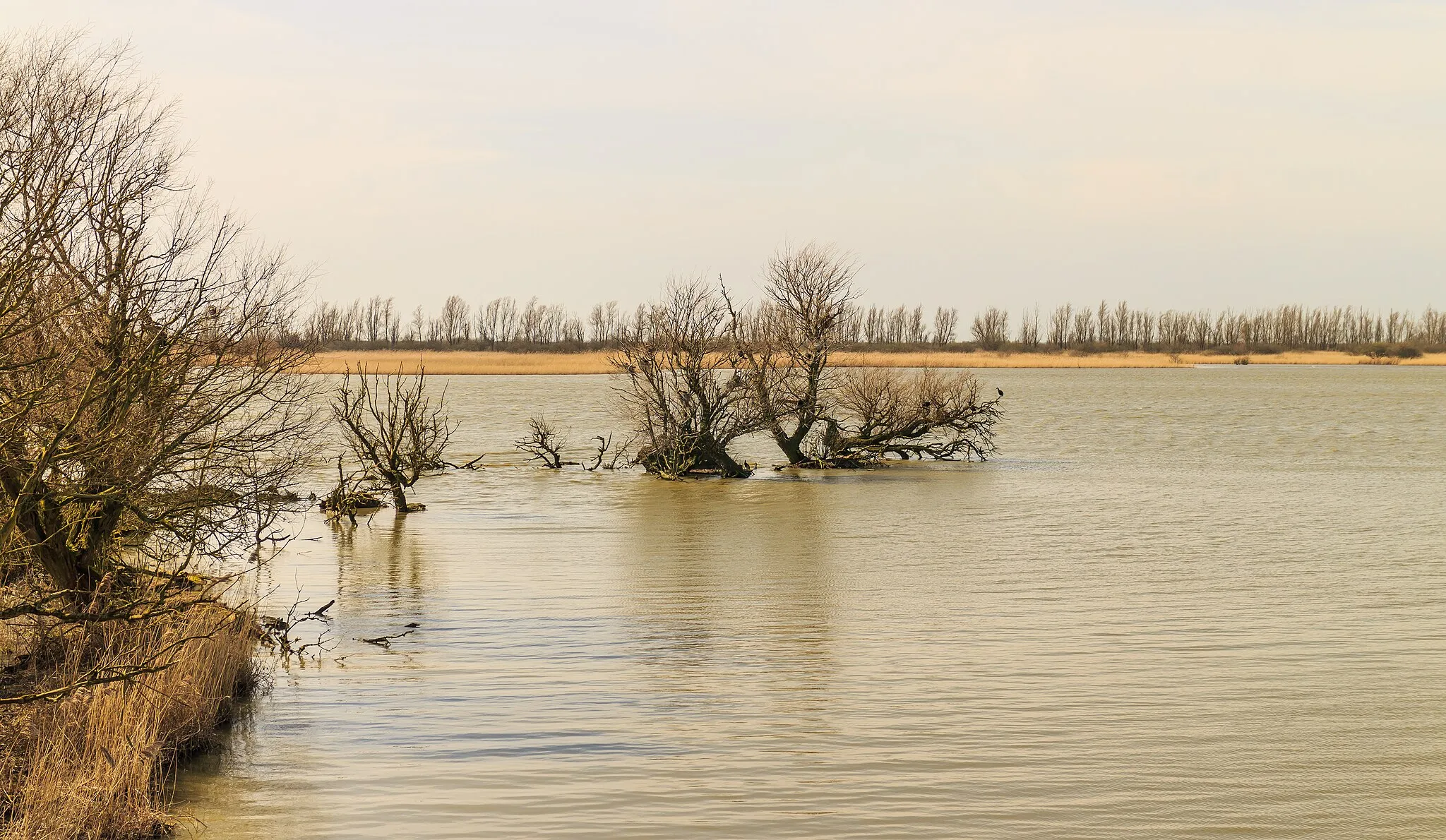 Photo showing: View from Bird observation De Schollevaar. Location, Oostvaardersplassen in the Netherlands.