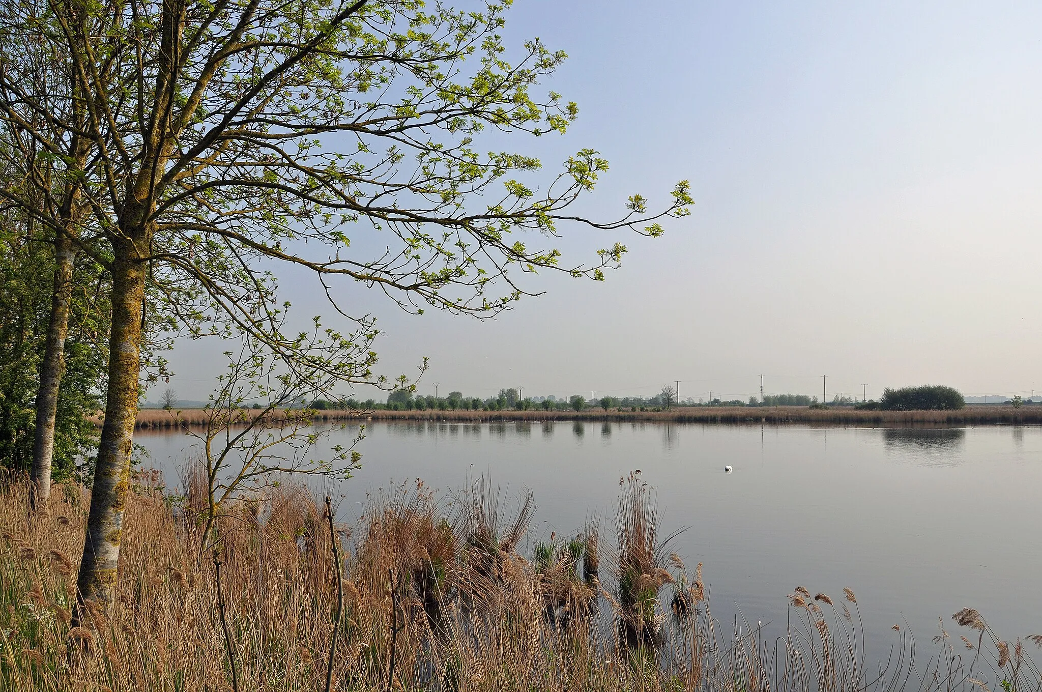 Photo showing: Stuivekenskerke (Diksmuide, Belgium): the Viconia Kleiputten nature reserve