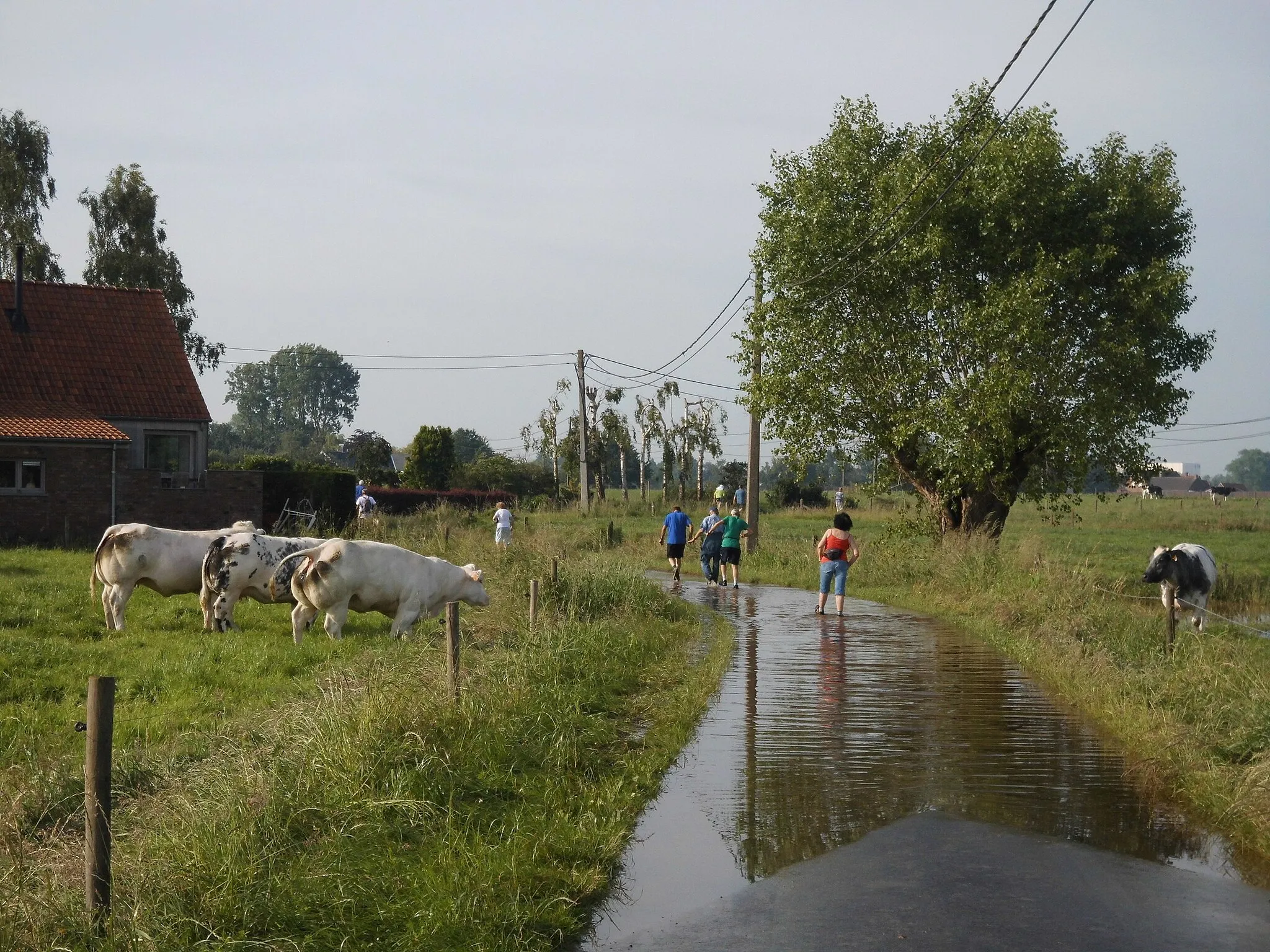 Photo showing: De Ervestraat na  hevige regenval in de nacht van Pinksteren op Tweede Pinksteren 2014 - Kanegem - Tielt - West-Vlaanderen - België