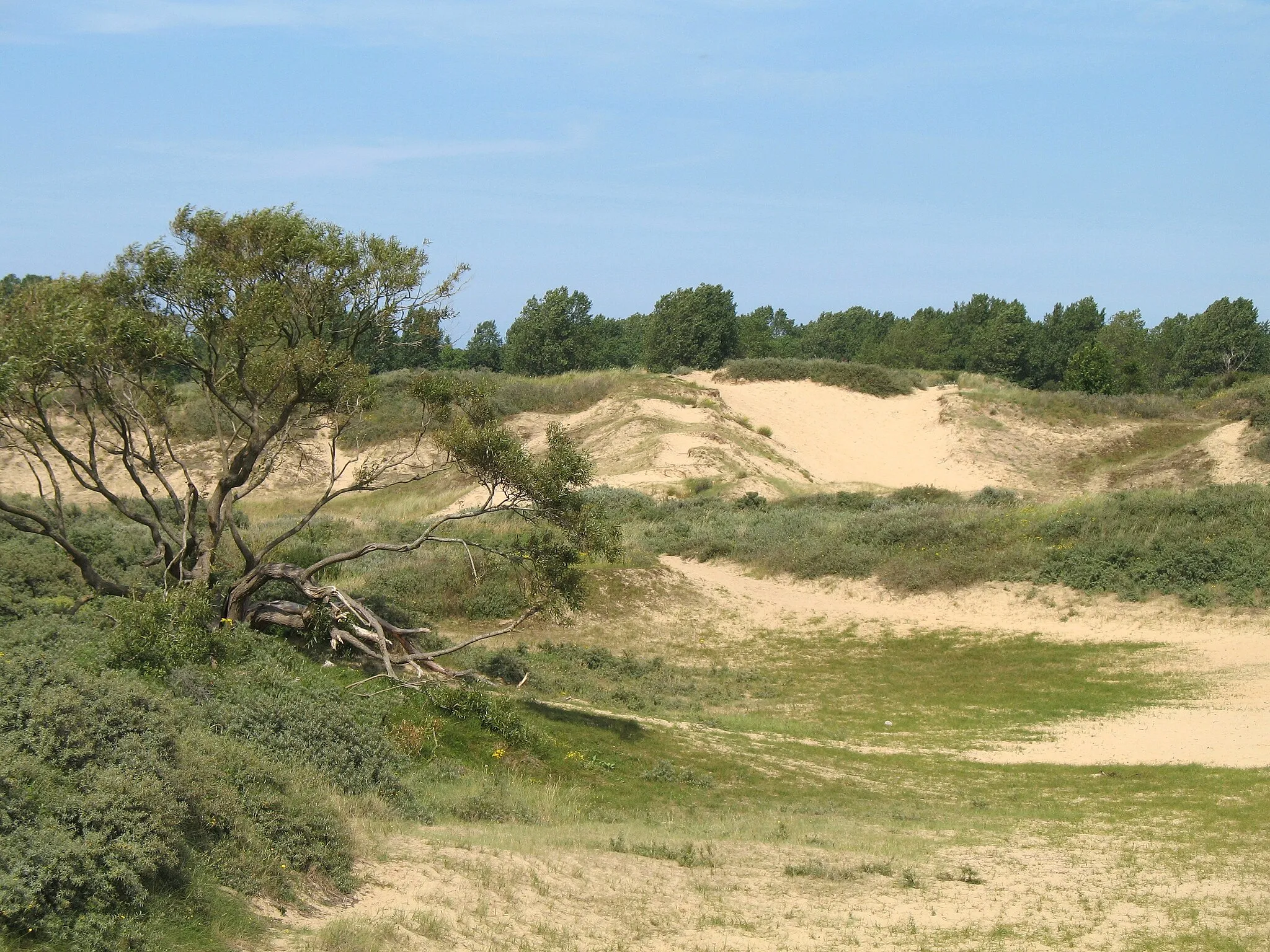 Photo showing: Koksijde (Province of West Flanders, Belgium): nature reserve of the Doornpanne