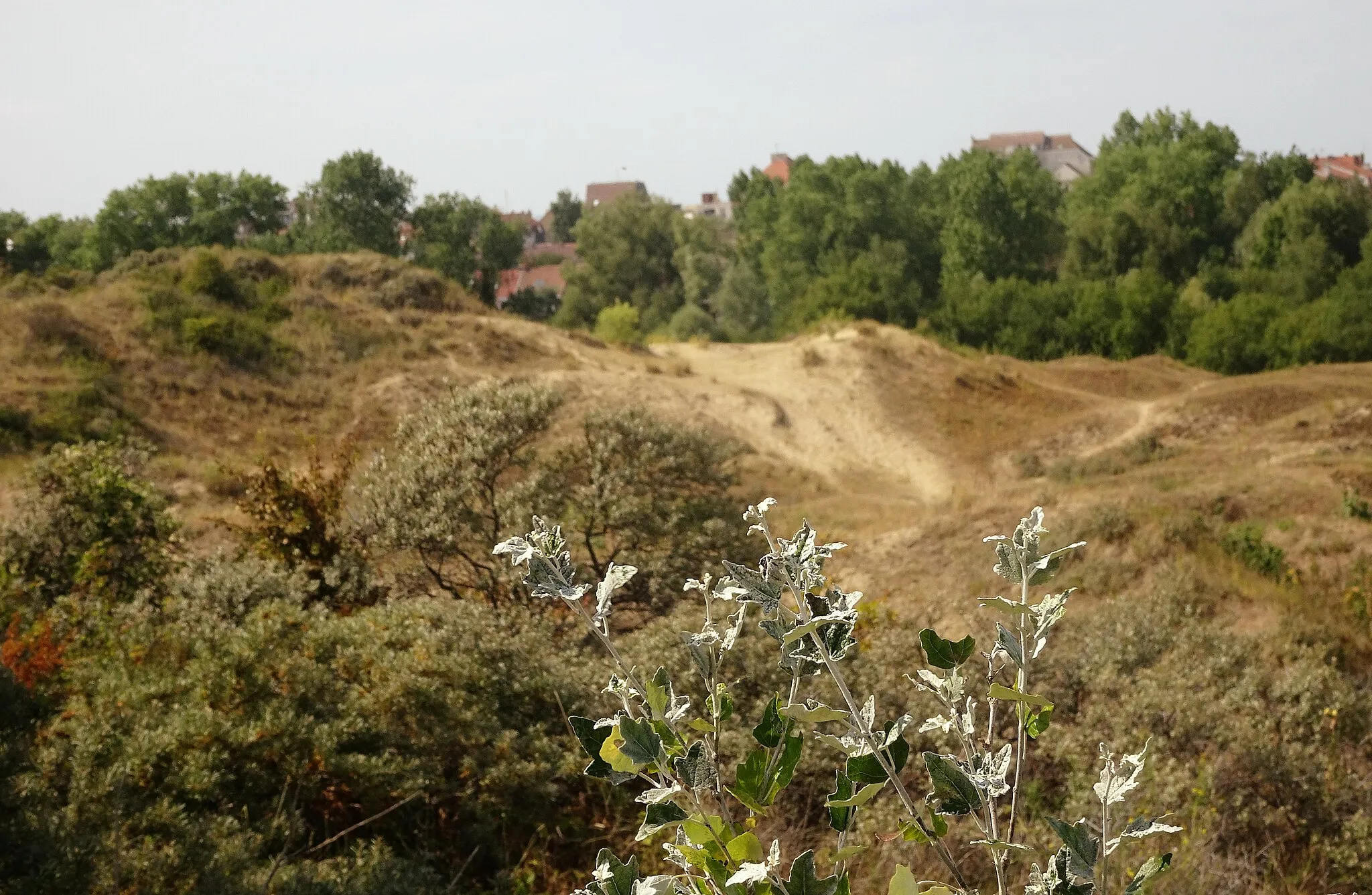 Photo showing: Dans les Dunes de Flandres Réserve naturelle nationale de la dune Marchand Bray-Dunes Nord