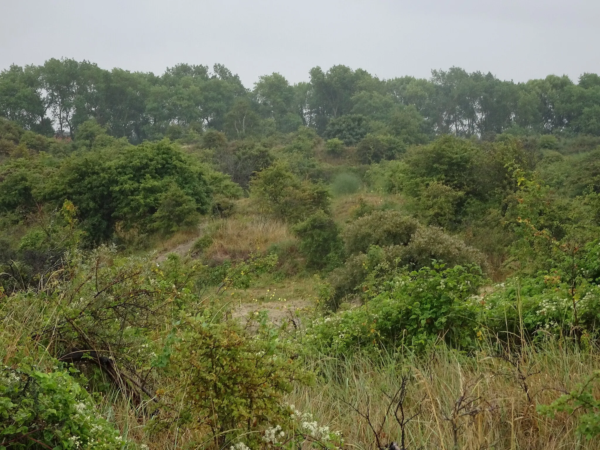 Photo showing: Dans les Dunes de Flandres Réserve naturelle nationale de la dune Marchand Bray-Dunes Nord