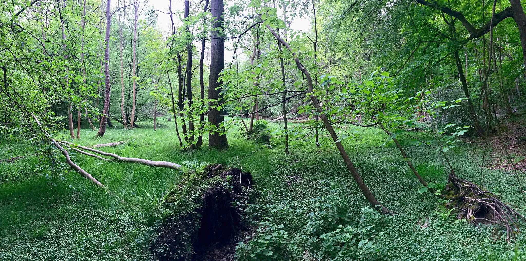 Photo showing: Forêt de Soignes, Bruxelles