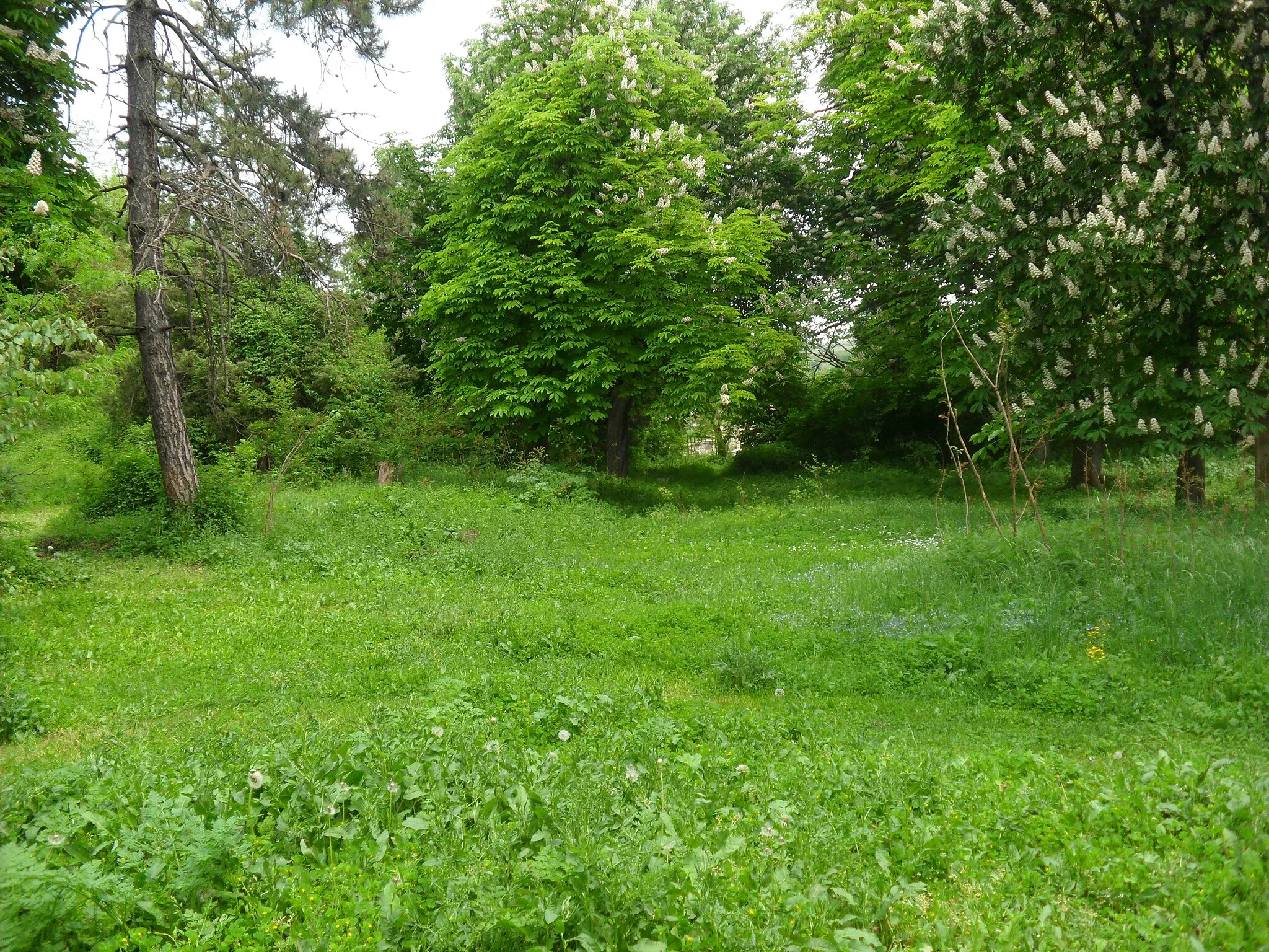 Photo showing: The park in Polski Senovets