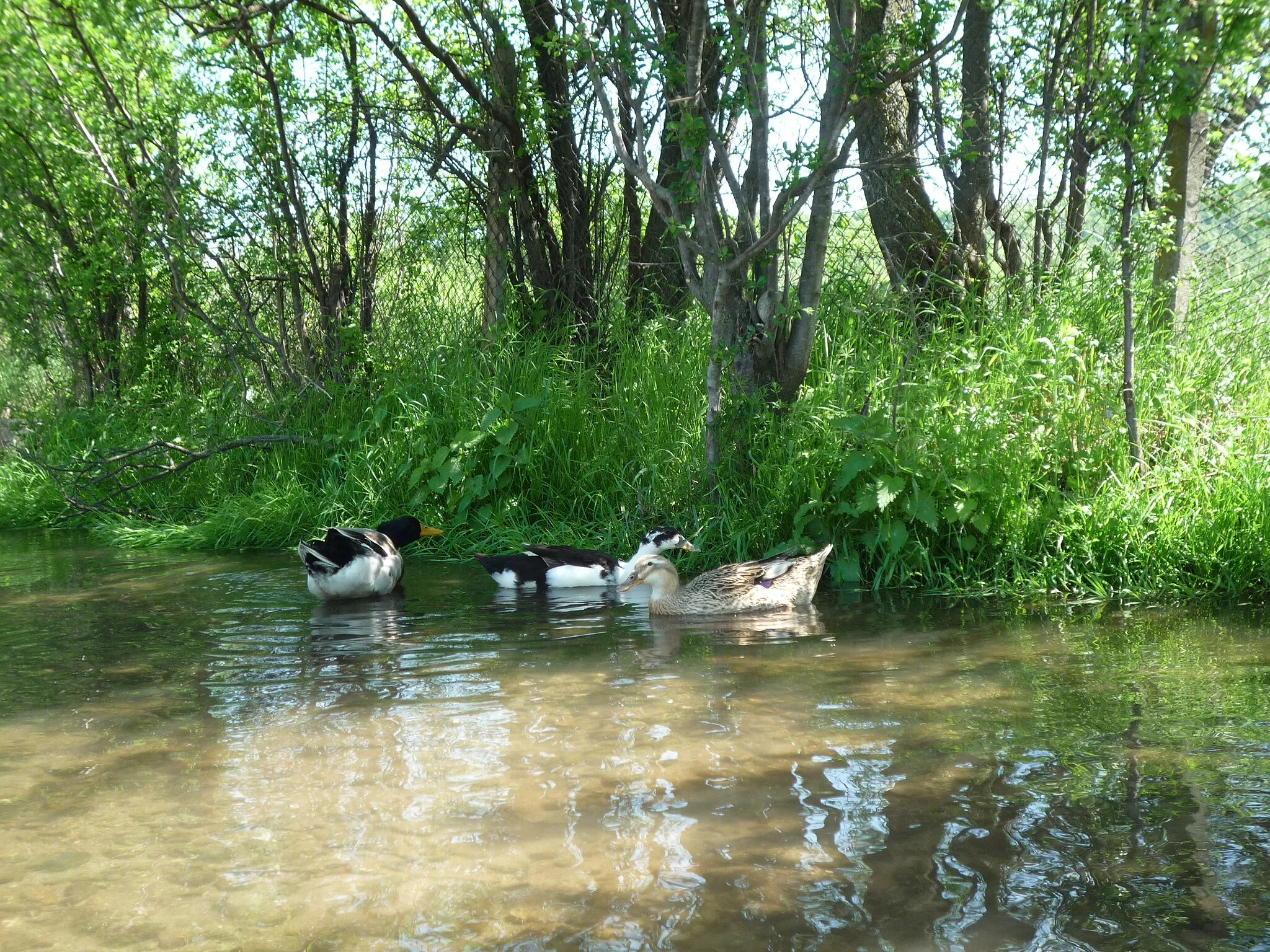 Photo showing: ducks