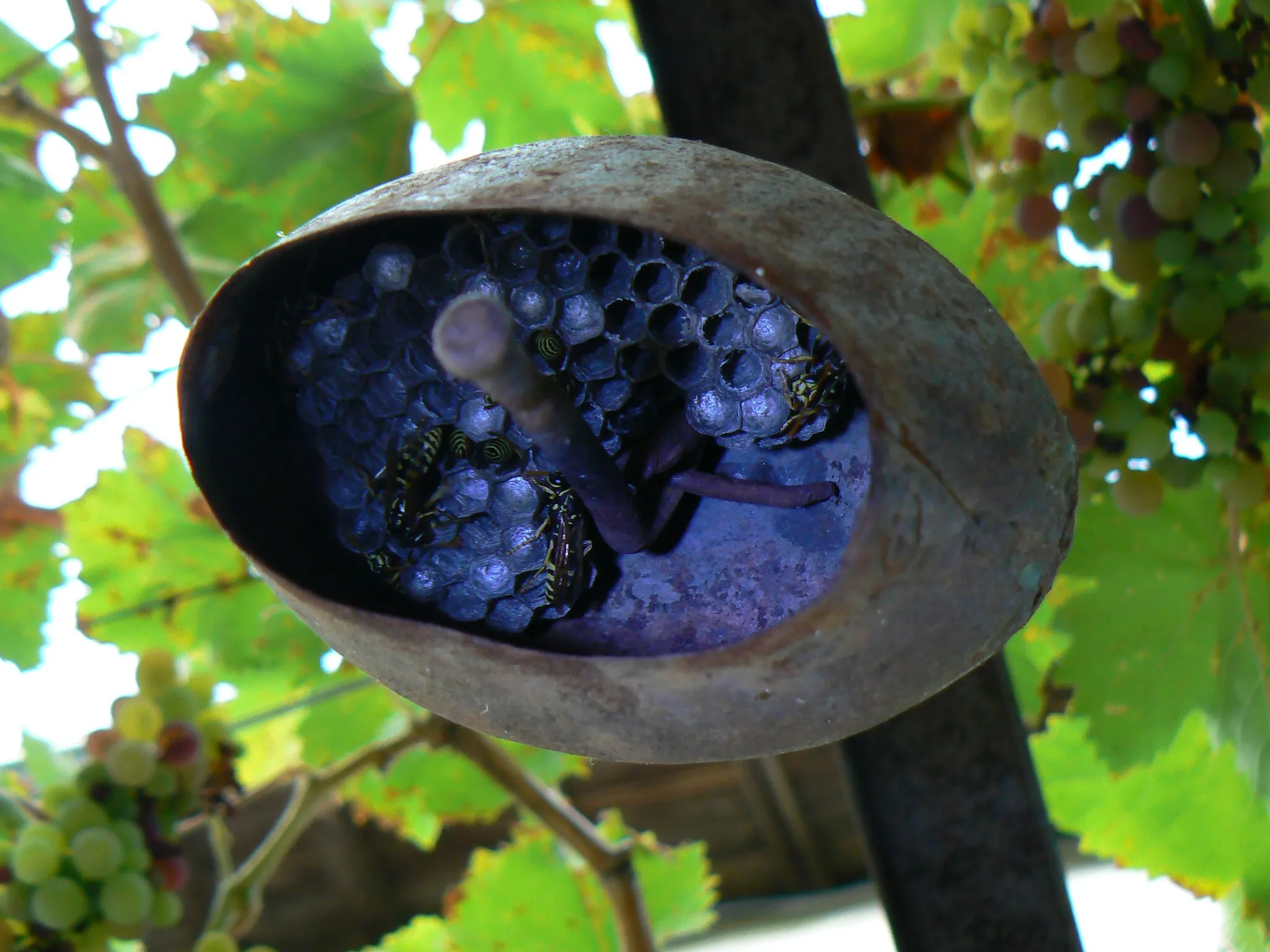 Photo showing: Wasp nest in a sheep bell, lit by a blue torch. Gorna Bela Rechka, Bulgaria