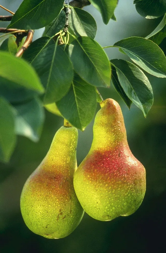 Photo showing: Though the pears pictured do not have a texture suitable for good eating, scientists at the ARS Appalachian Fruit Research Station in Kearneysville, West Virginia, will combine their fire blight-resistant qualities with other lines possessing traits sought in commercial pear varieties.