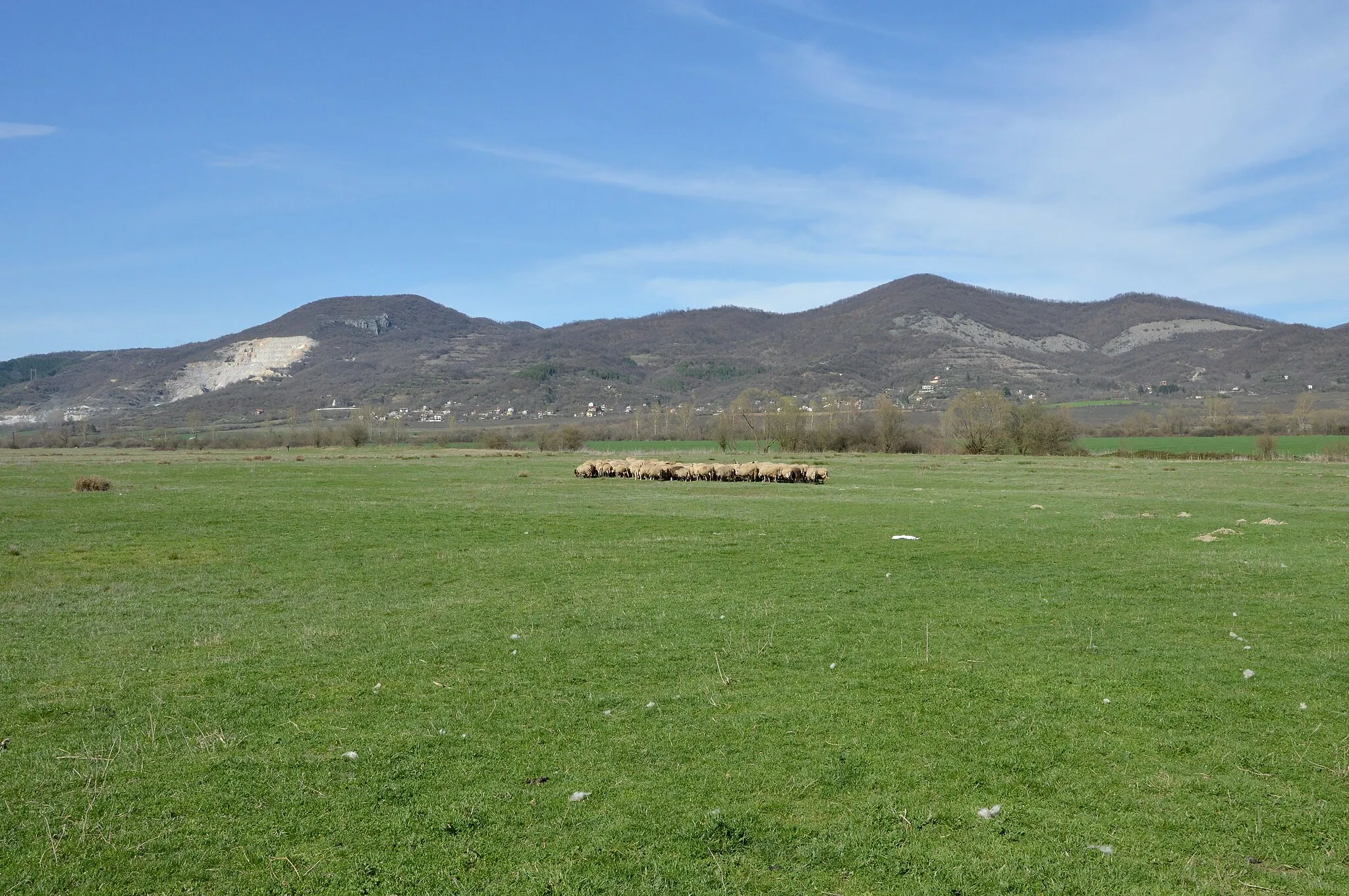 Photo showing: Sheep flock at a meadow near Skravena, Botevgrad municipality, Bulgaria. At the back is Lakavitsa ridge of the Prebalkan. Quarry "Skravena" can also be seen to the left.