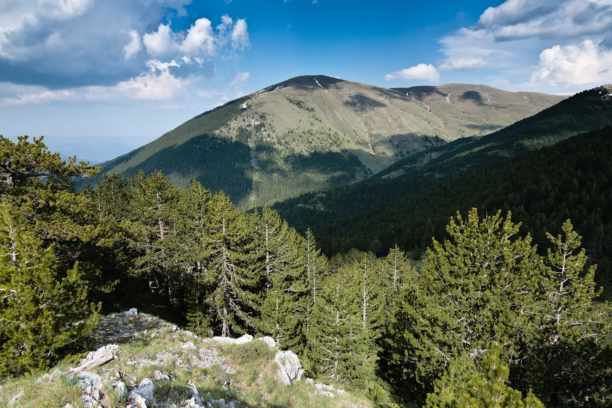 Photo showing: Tsari vrah, a peak in Alibotush mountain, Bulgaria. Trees are Pinus heldreichii.