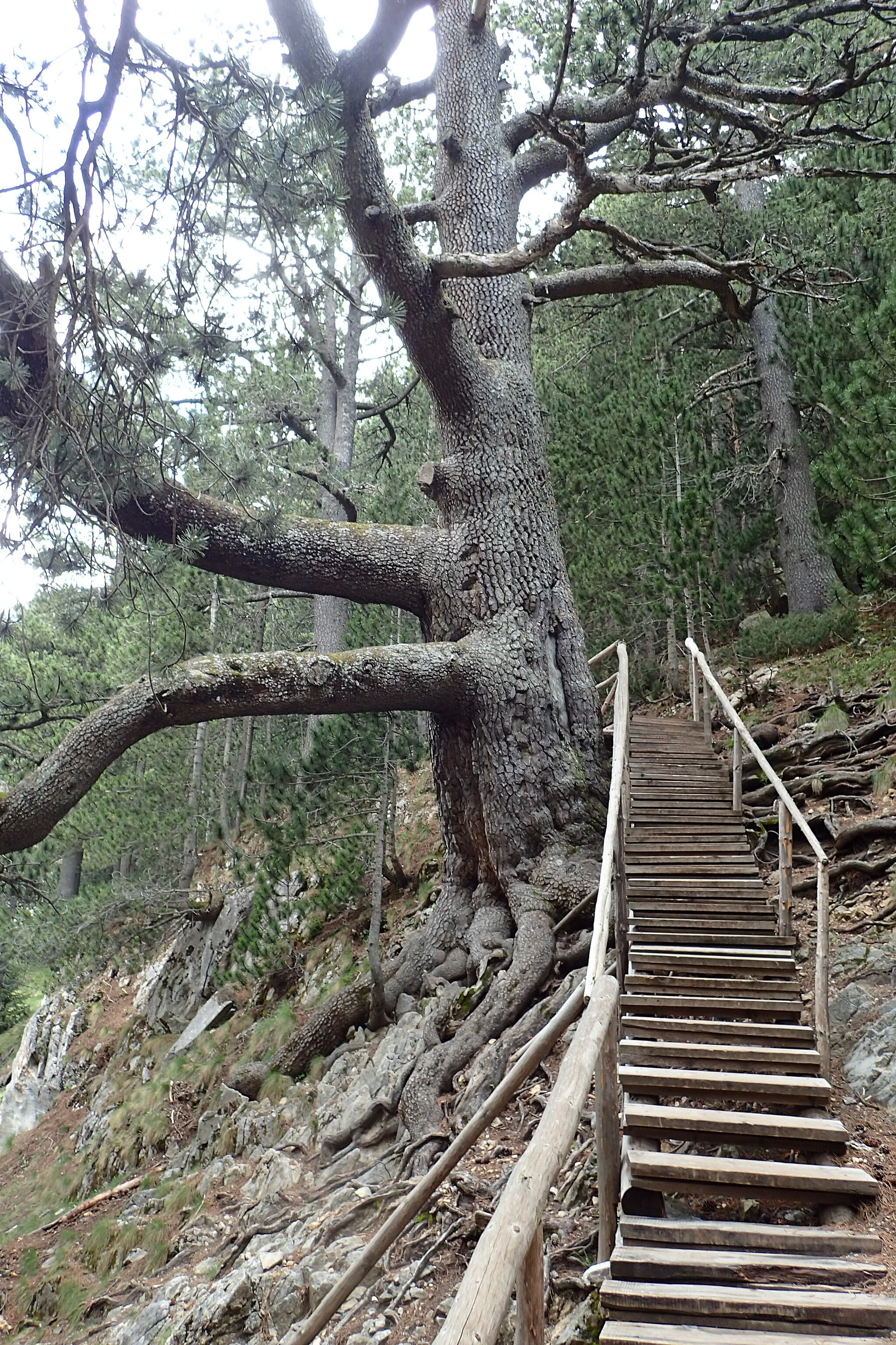 Photo showing: Baikushev's pine - large specimen of Pinus heldreichii in Bansko, Bulgaria