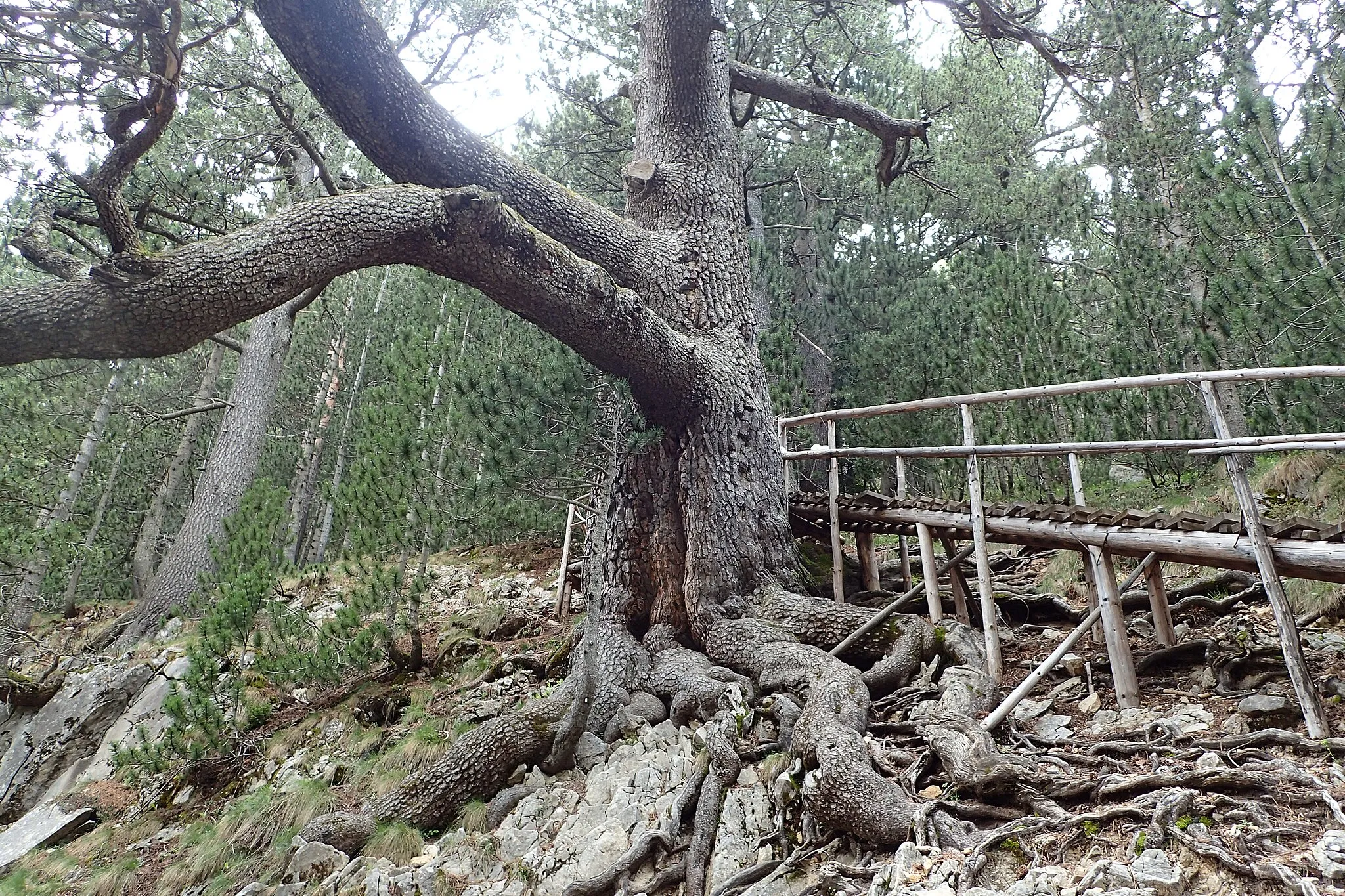 Photo showing: Baikushev's pine - large specimen of Pinus heldreichii in Bansko, Bulgaria