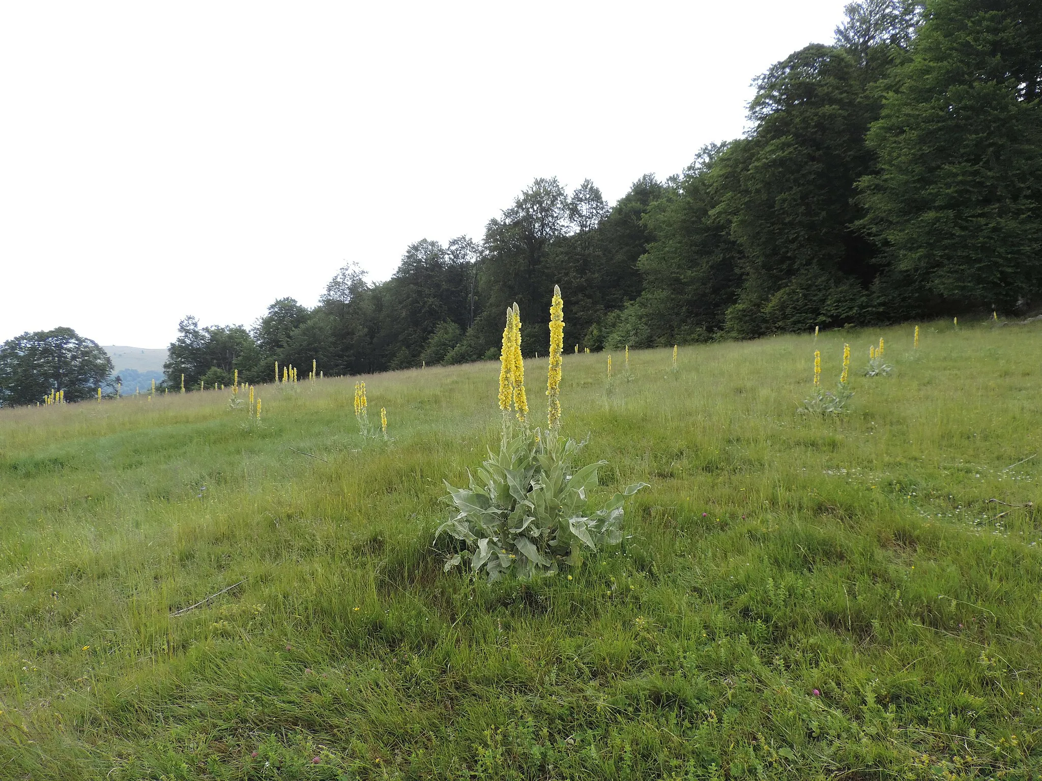 Photo showing: This is a photo of a natural heritage site in Bulgaria, id: