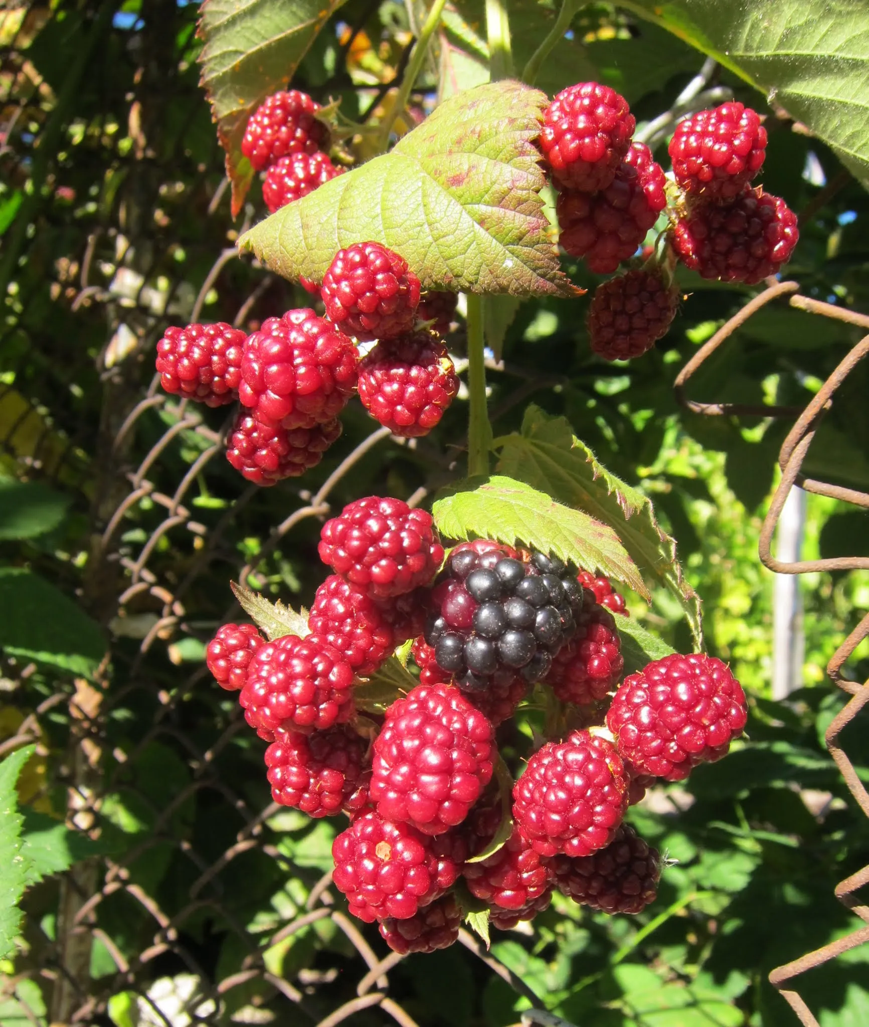 Photo showing: Blackberries Ripening