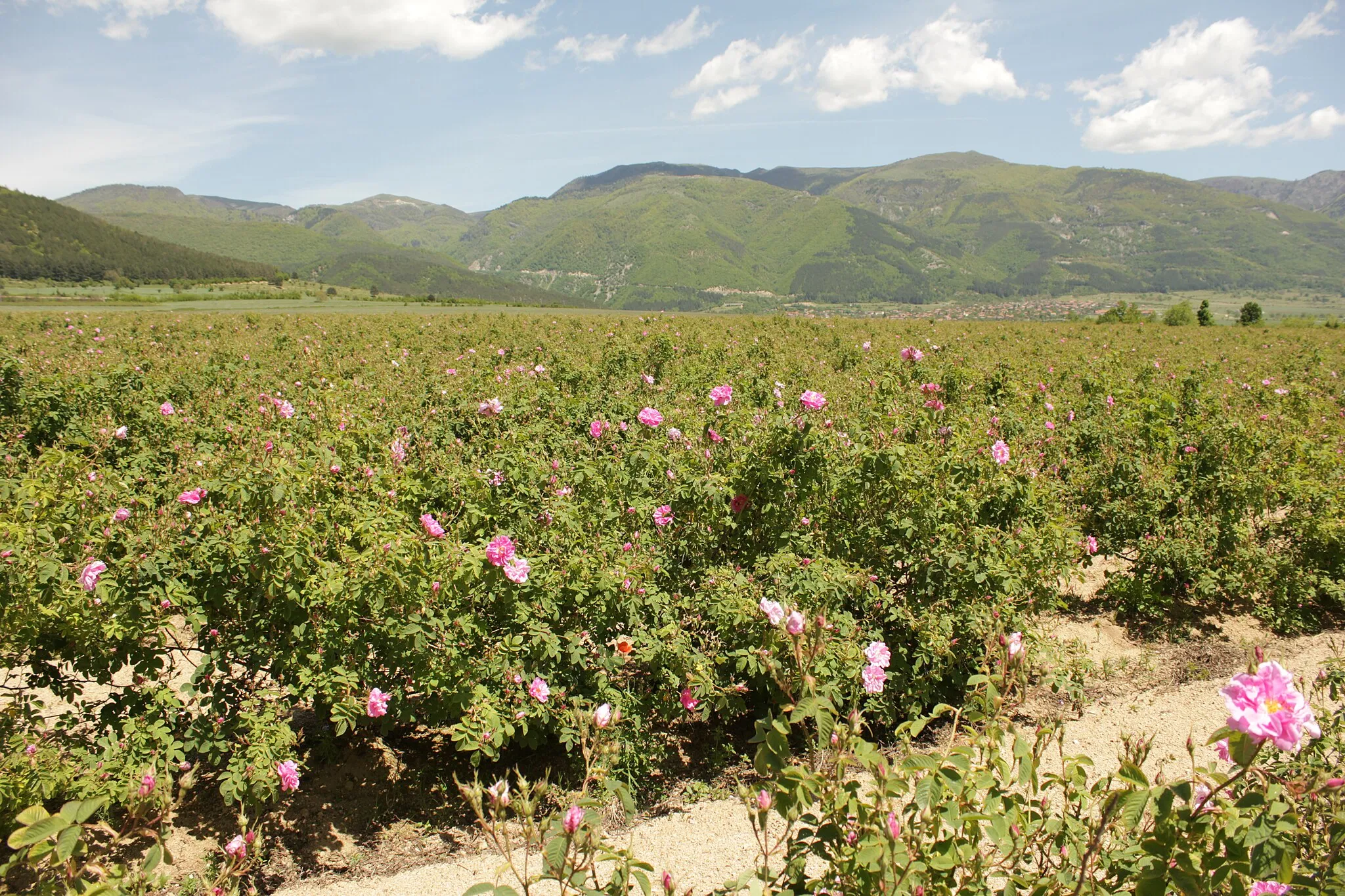 Photo showing: Rose Valey Bulgaria near Rosino Village