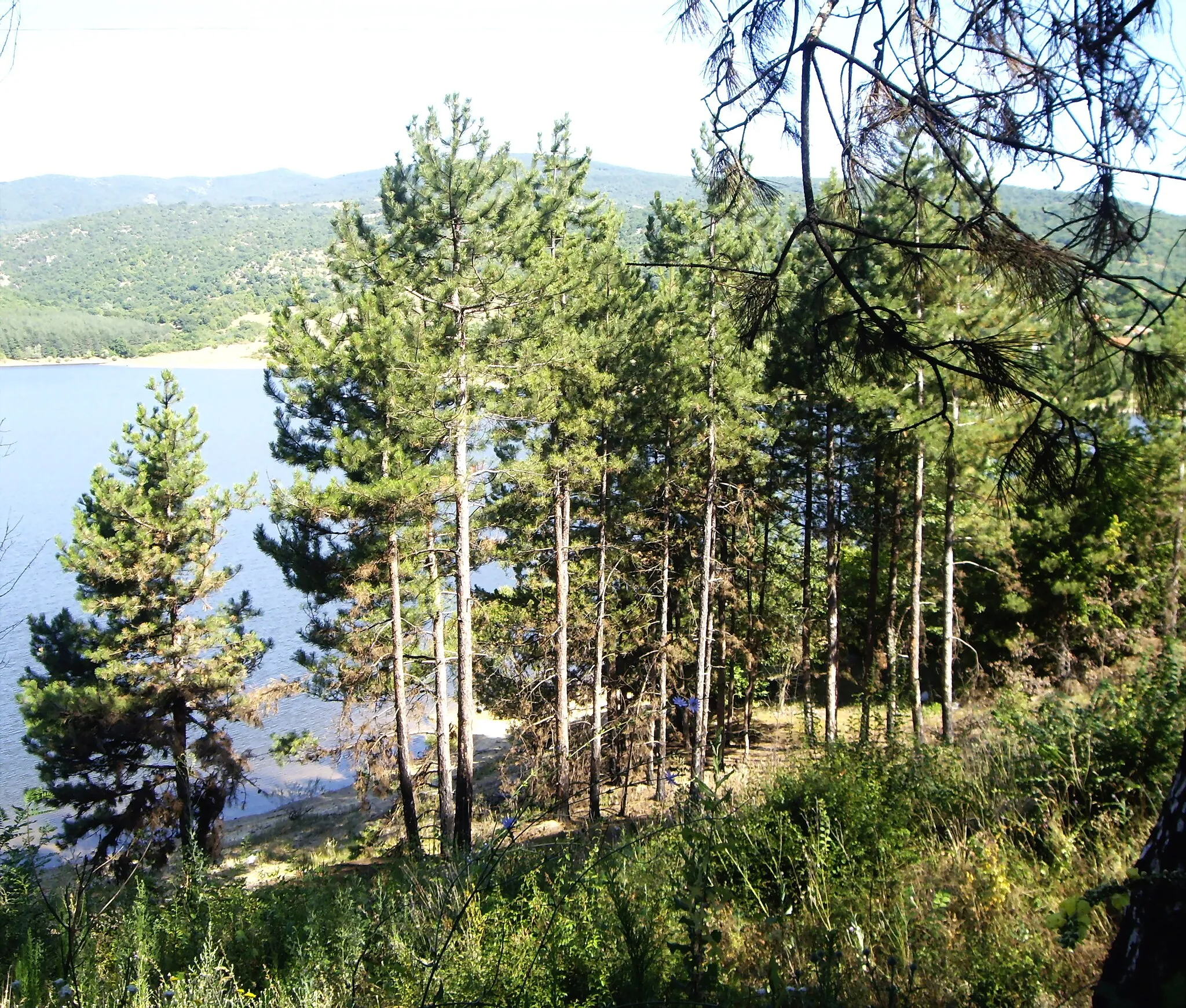 Photo showing: Forest near Dundukovo dam in Central Bulgaria