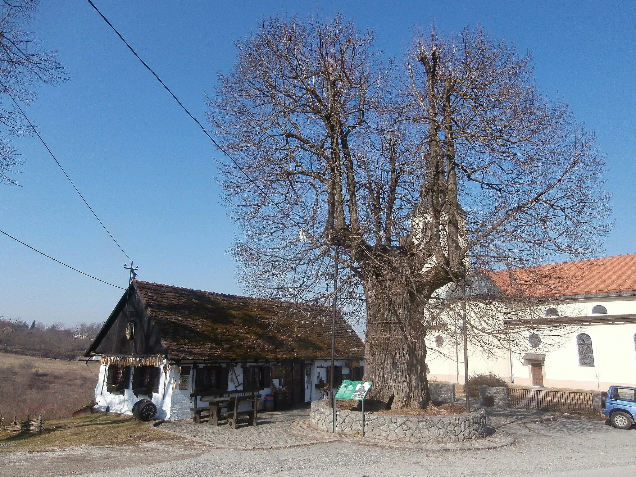 Photo showing: Gubec-Linde - Sommerlinde (Tilia platyphyllos) in Gornja Stubica, Kroatien