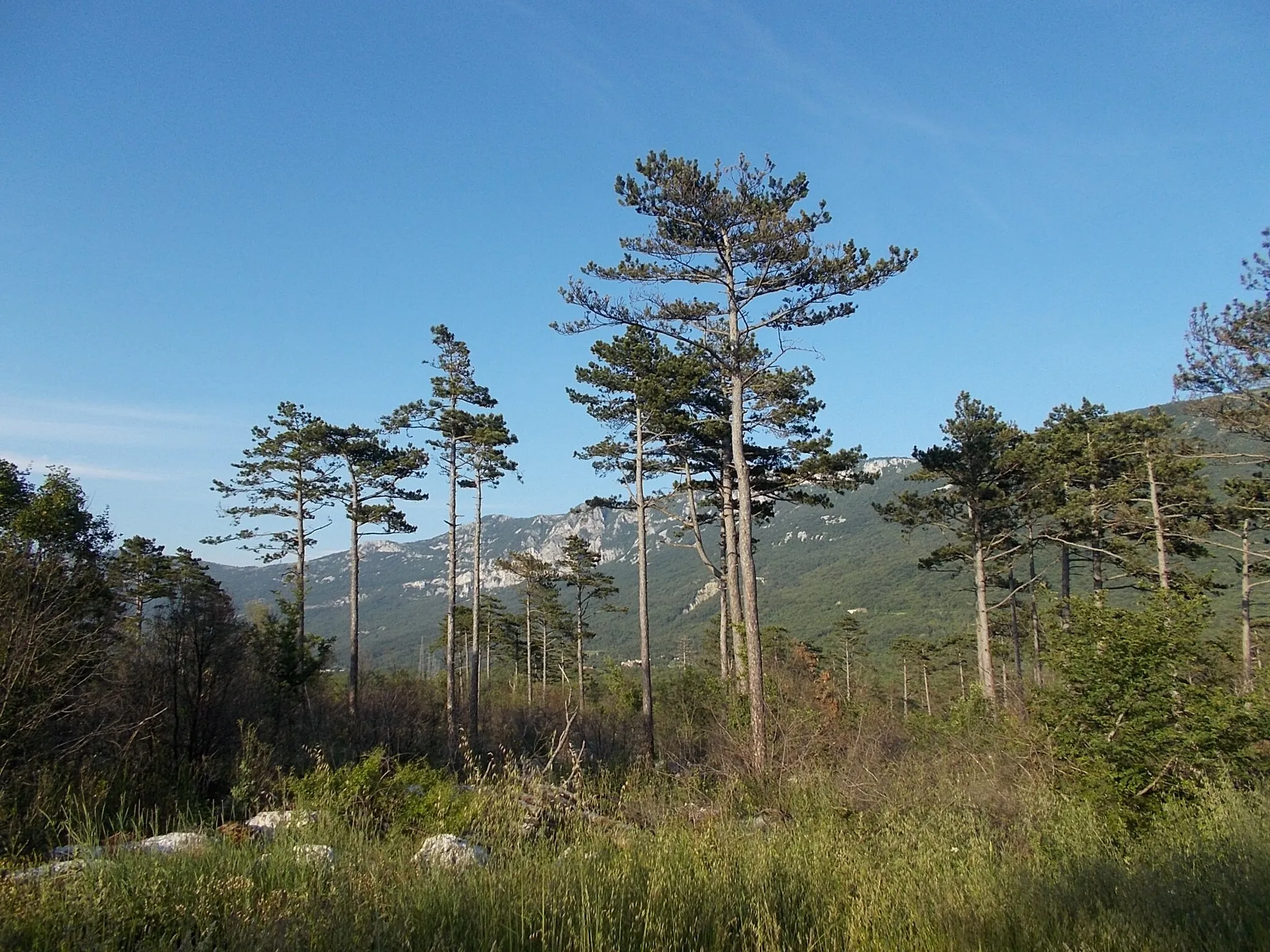 Photo showing: Kršan - erdő Vozilići közelében