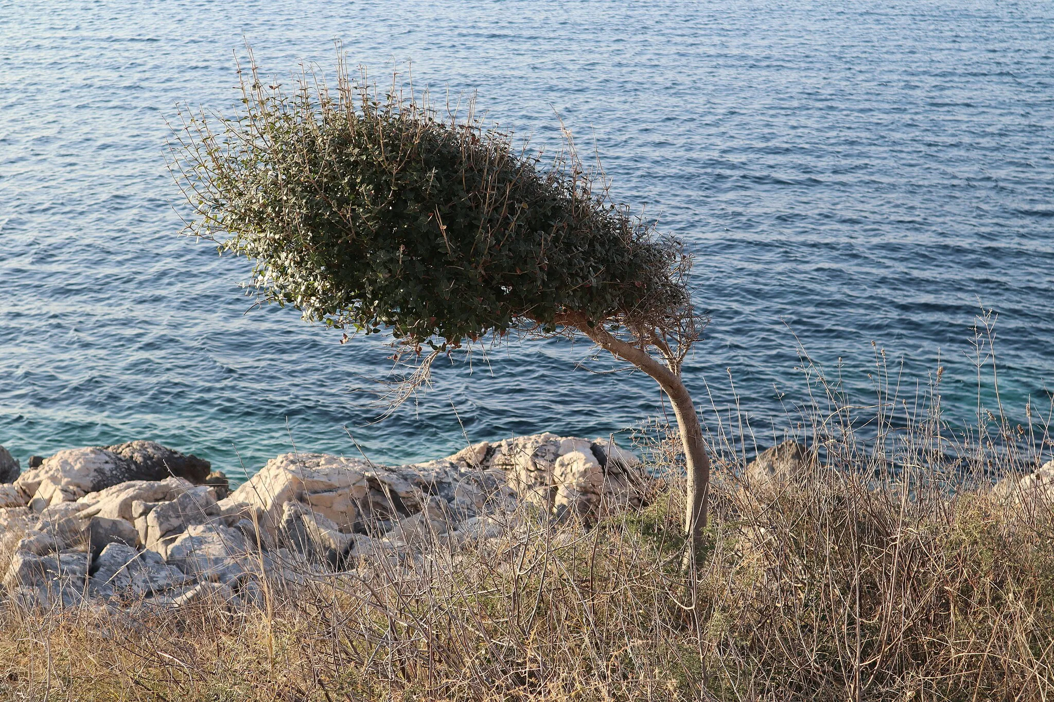 Photo showing: Young olive tree (Olea europaea), growing in a stormy area, Lun, Croatia.