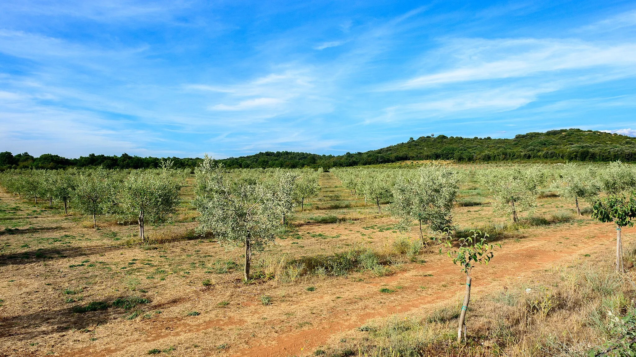 Photo showing: Olive grove