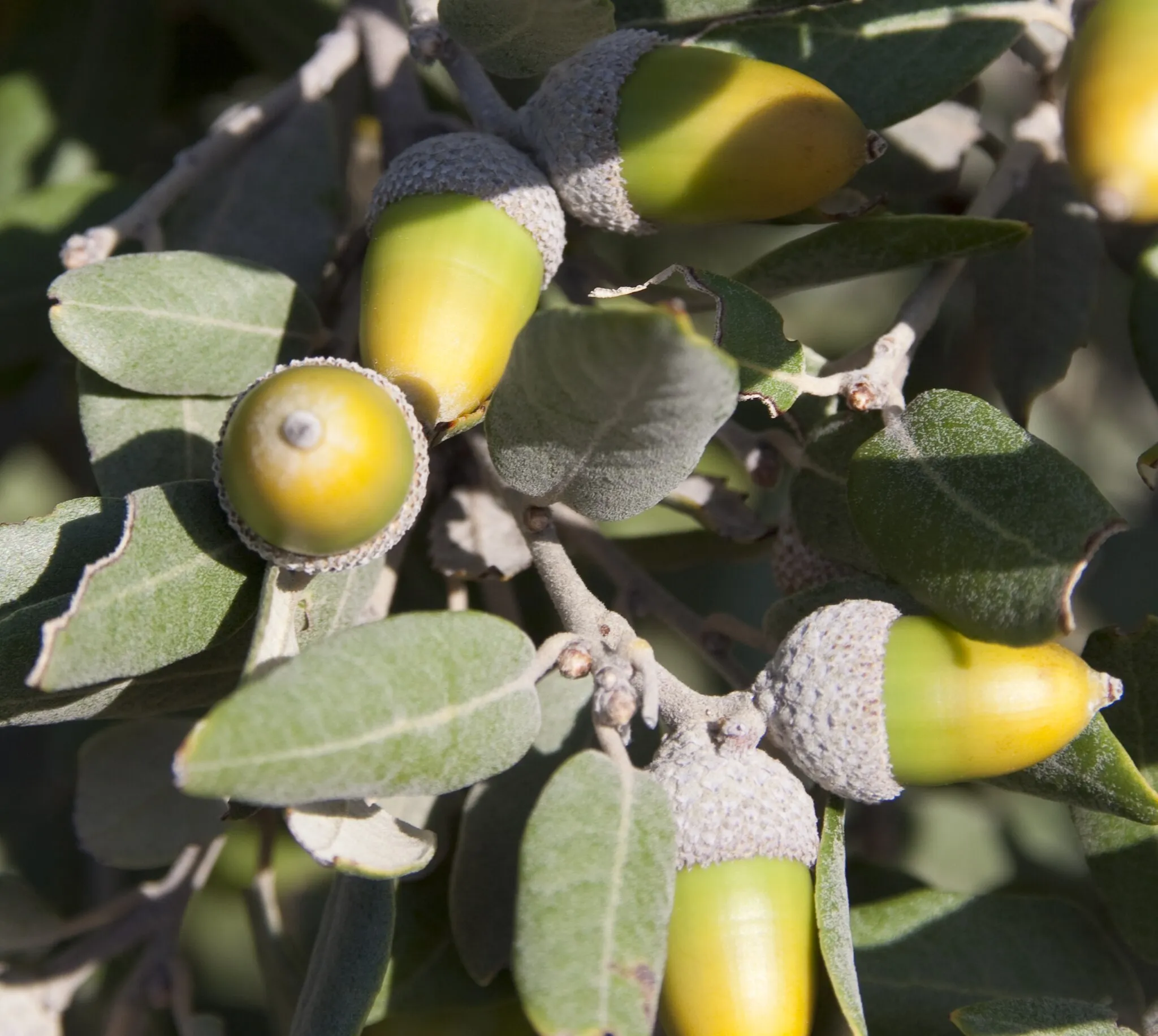 Photo showing: Quercus rotundifolia acorns, Cannosa, Dubrovačko-neretvanska, Croatia.