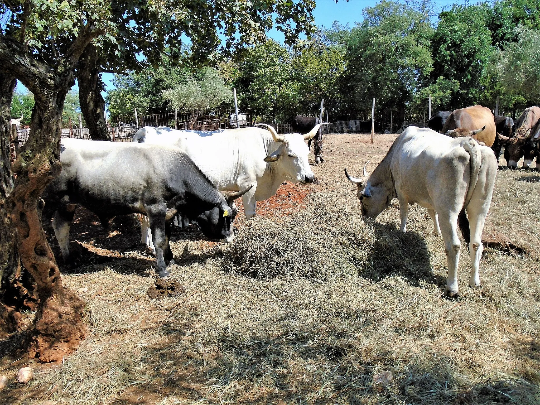 Photo showing: Istrian cattle (Istrian podolian cattle, boškarin) on a farm (outdoors) in northwestern Istria, Croatia