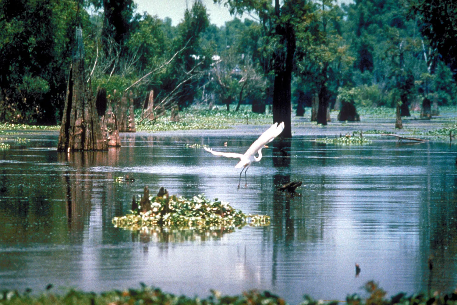 Photo showing: A scene in the Atchafalaya Basin in Louisiana, USA, in the Sherburne Complex Wildlife Management Area, a Nature Conservancy reserve.