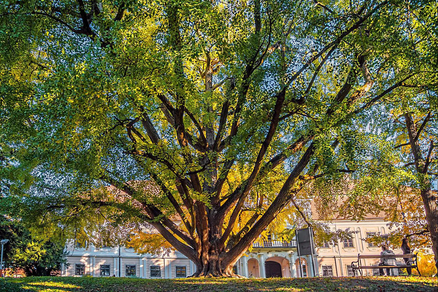 Photo showing: Gingko-Baum (Gingko biloba) in Daruvar, Kroatien