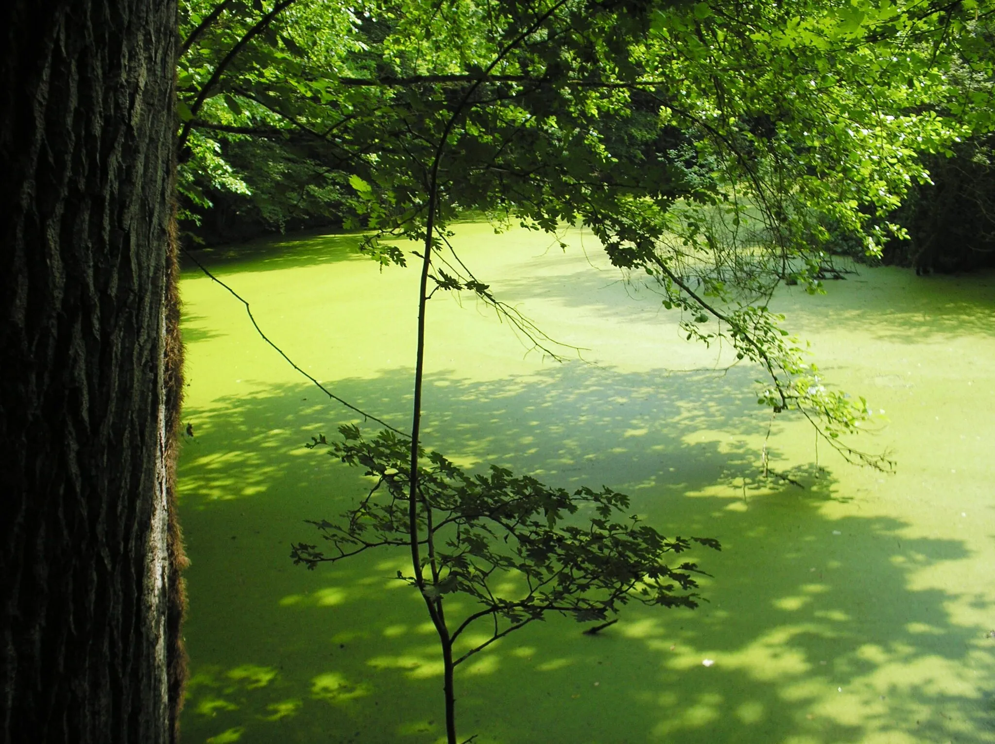 Photo showing: Tree by river of Ilova, Croatia