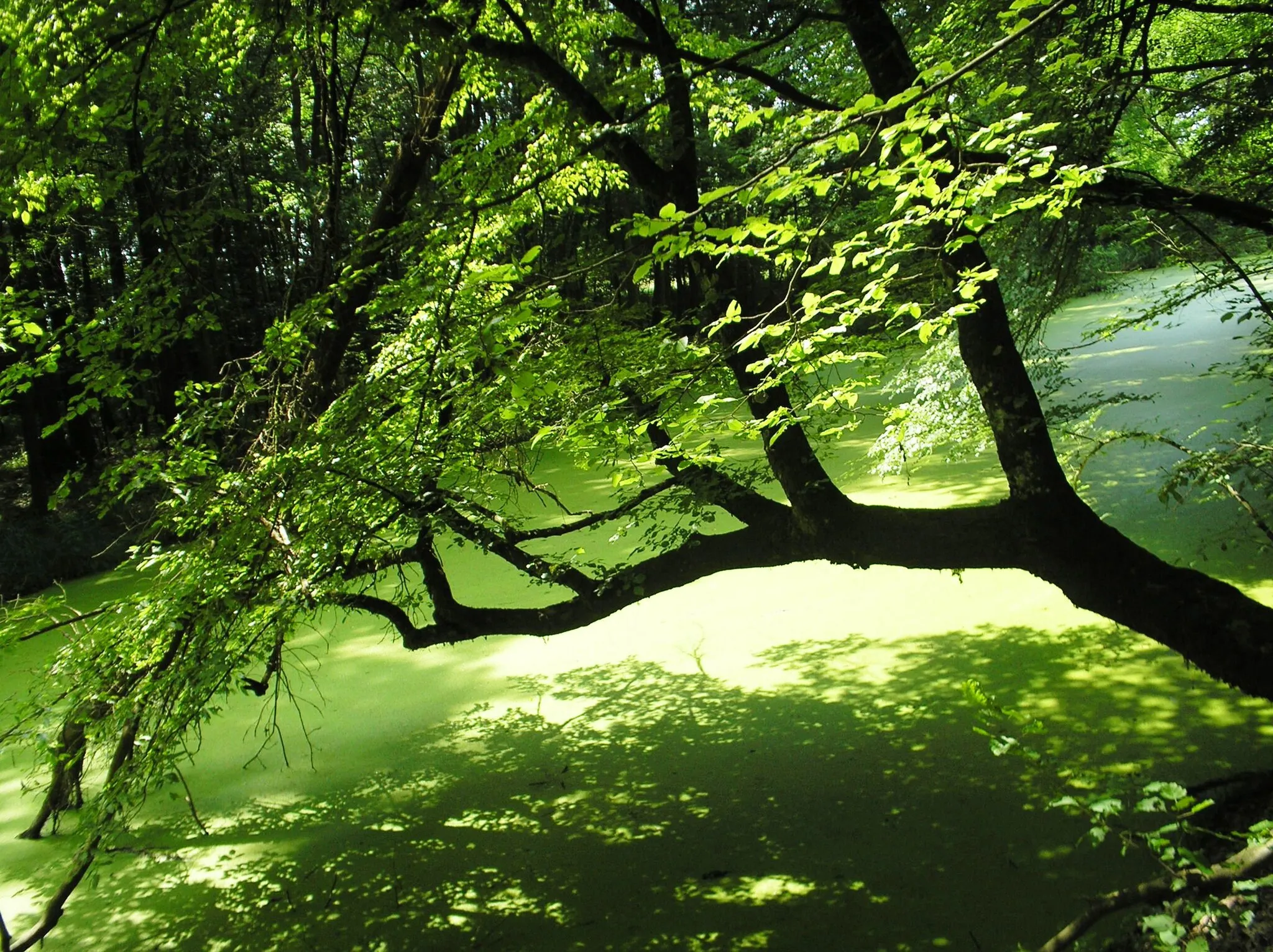 Photo showing: Tree by river of Ilova, Croatia