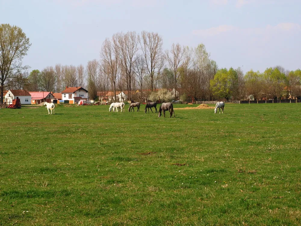 Photo showing: Lipicaneri u selu Svilaj, Brodsko-posavska županija.