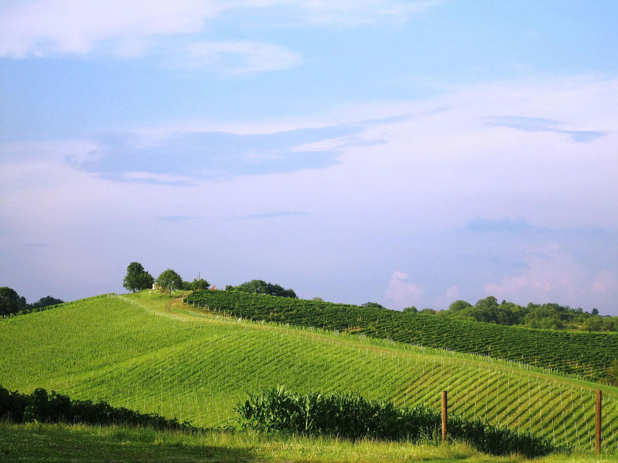 Photo showing: Daruvar wineyards, Croatia