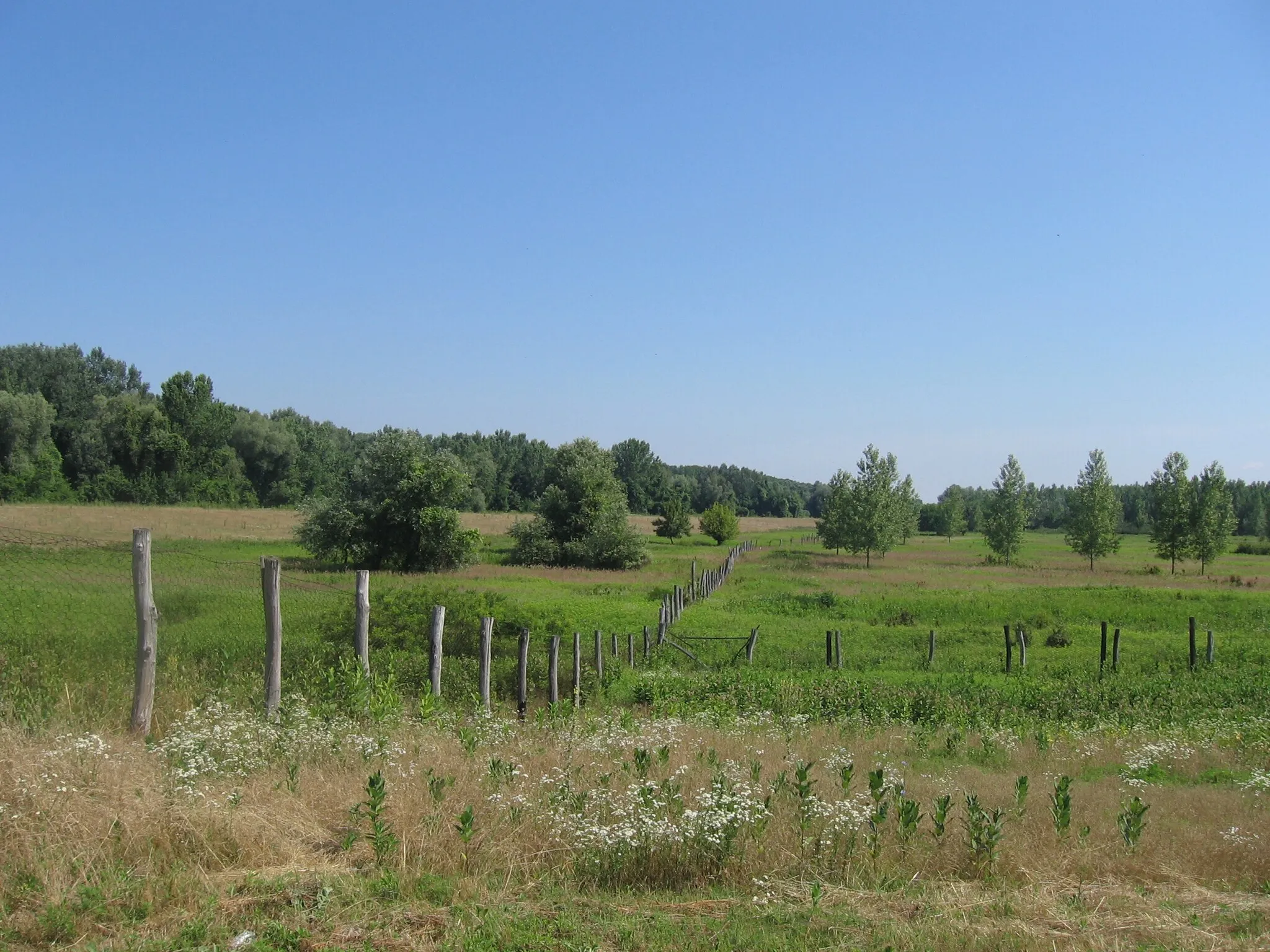 Photo showing: Nature reserve "Karadjordjevo" - Backa Palanka