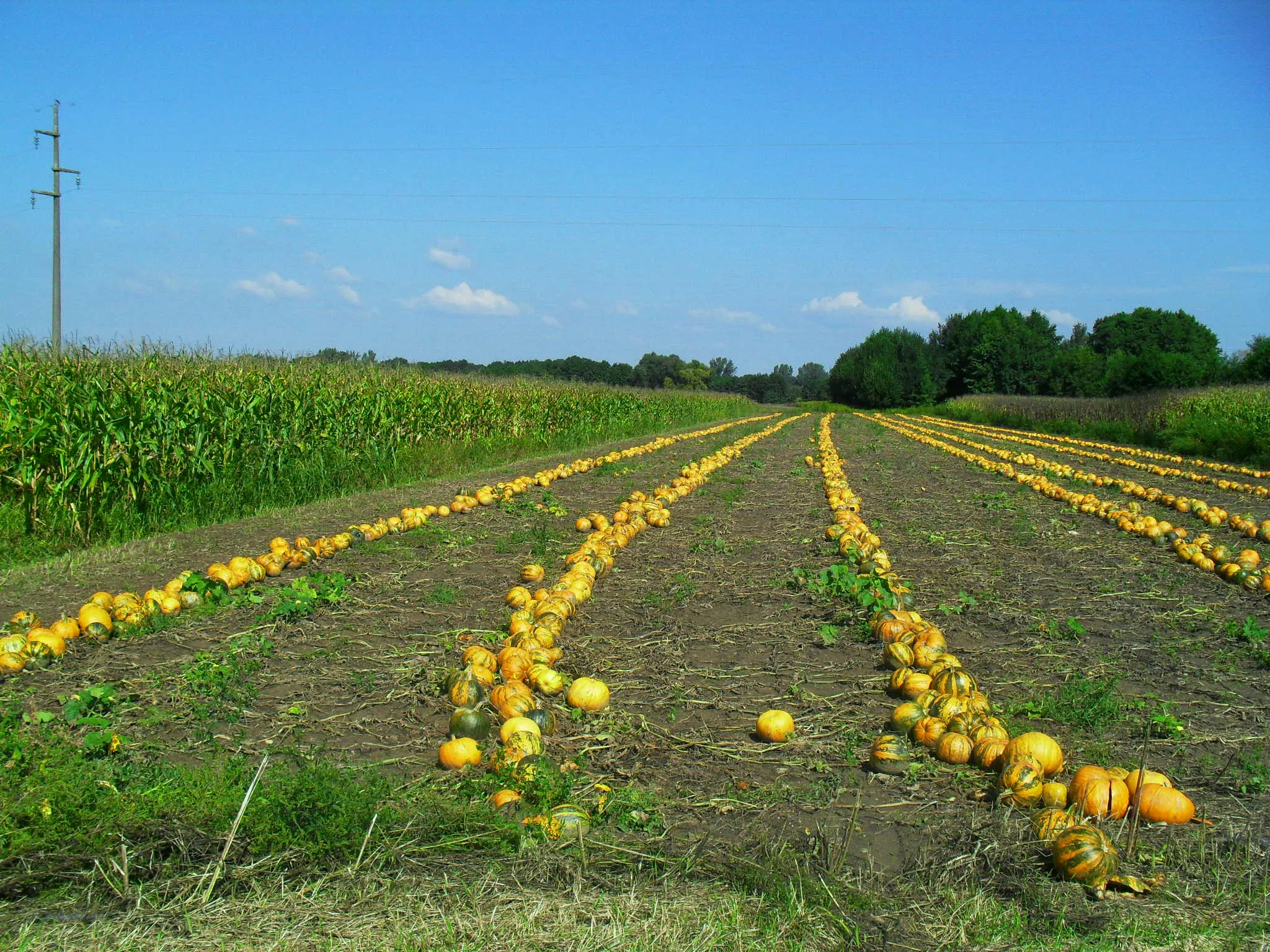 Photo showing: Gourds (Kajkavian/kajkavski tikve) near Hemuševec, Međimurje, Croatia