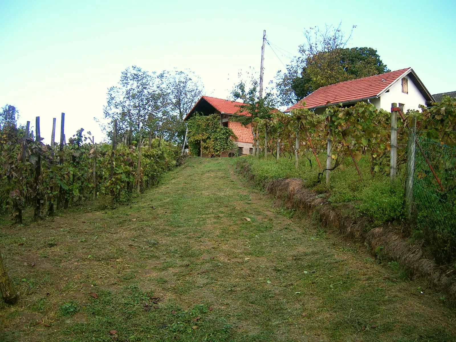 Photo showing: Ludbreg - Vinogradi Ludbreški