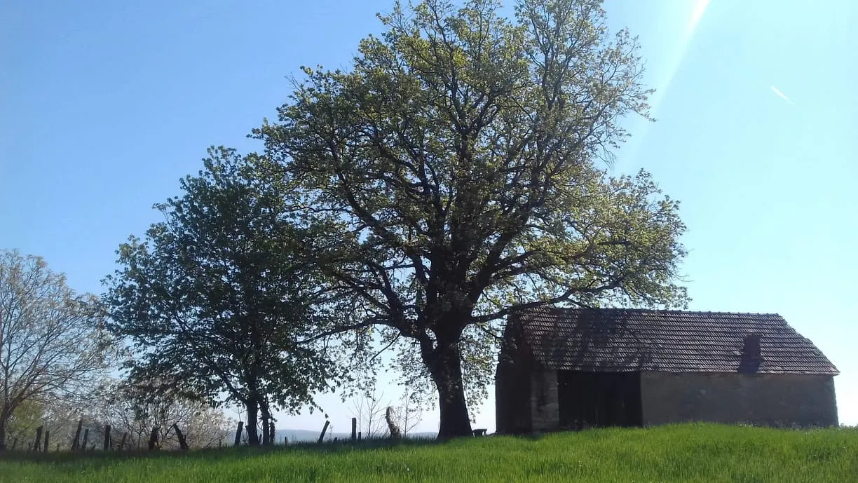 Photo showing: Hrast Visovi u Vojakovačkom Osijeku