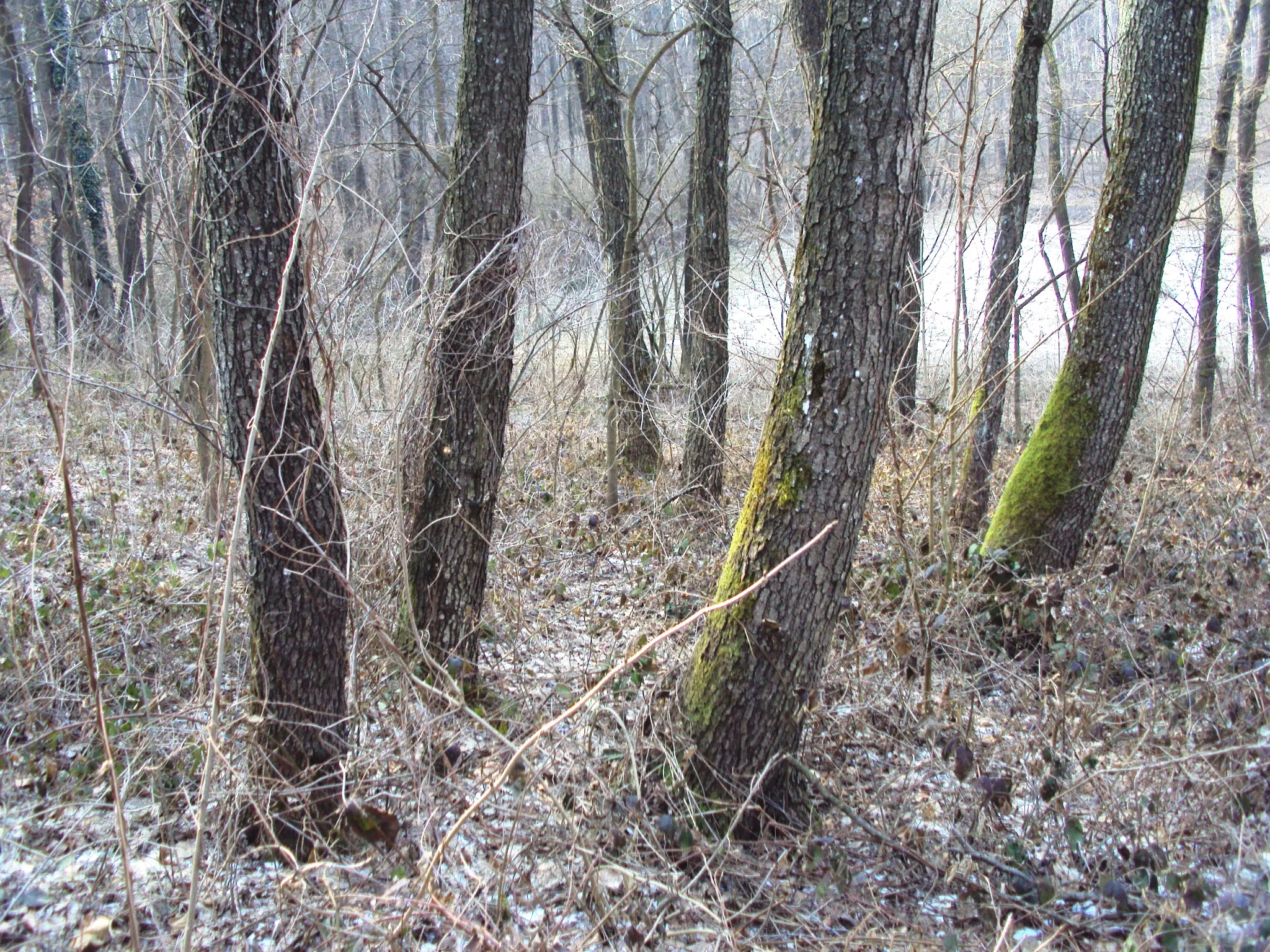 Photo showing: Alnus glutinosa, Sveti Petar Čvrstec, Croatia