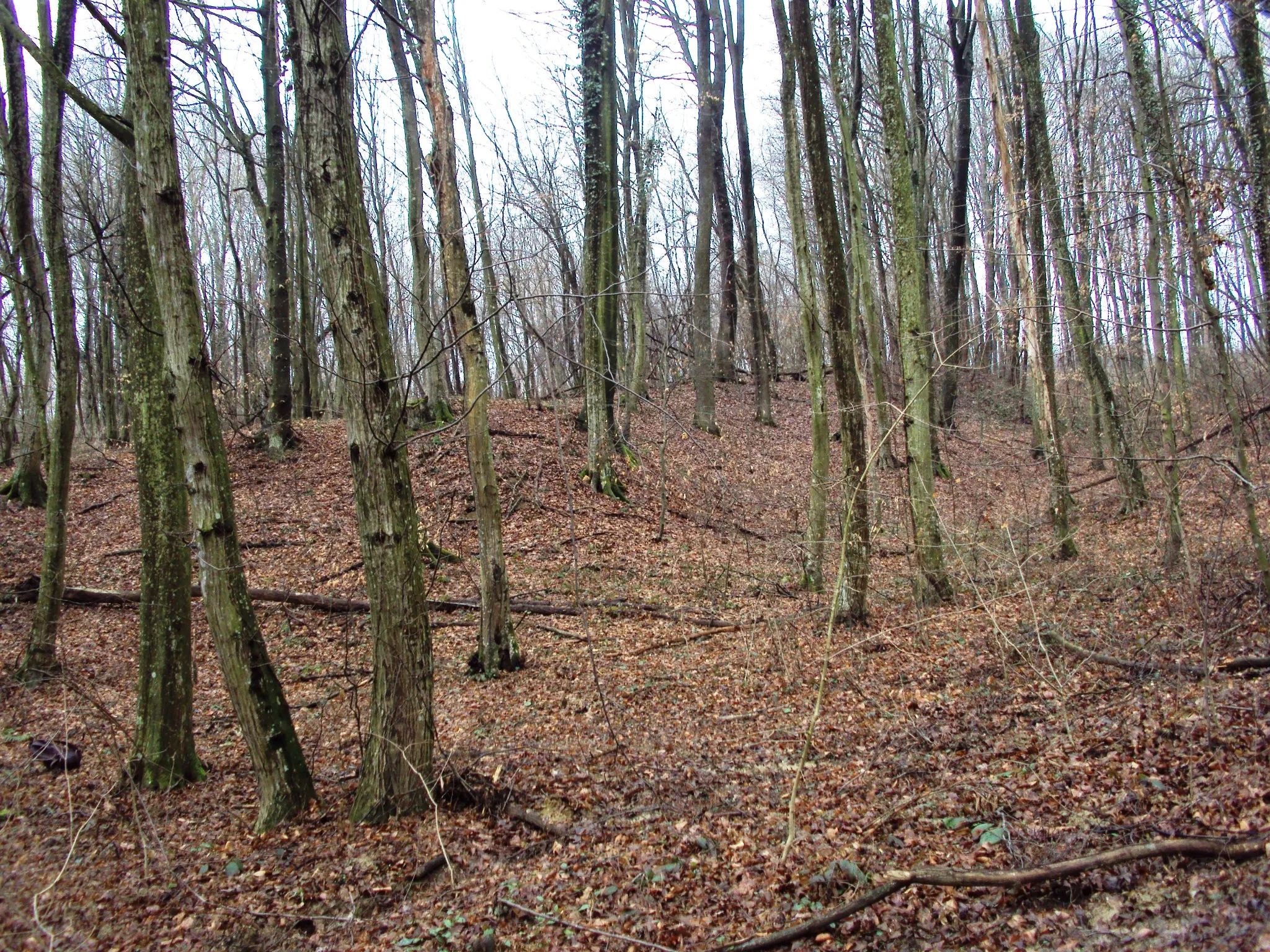 Photo showing: Carpinus betulus, Sveti Petar Čvrstec, Croatia