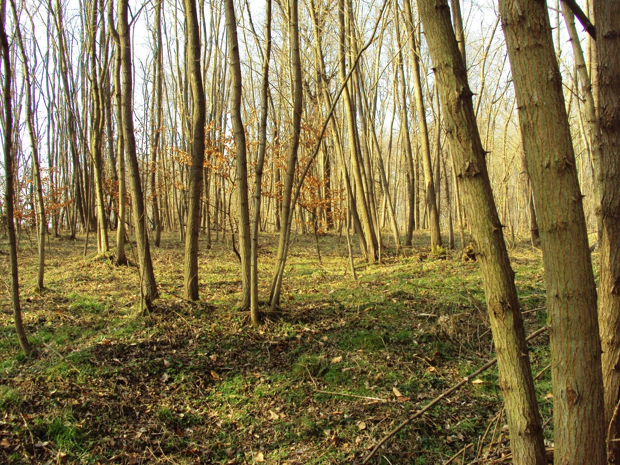 Photo showing: Robinia pseudoacacia, Sveti Petar Čvrstec, Croatia