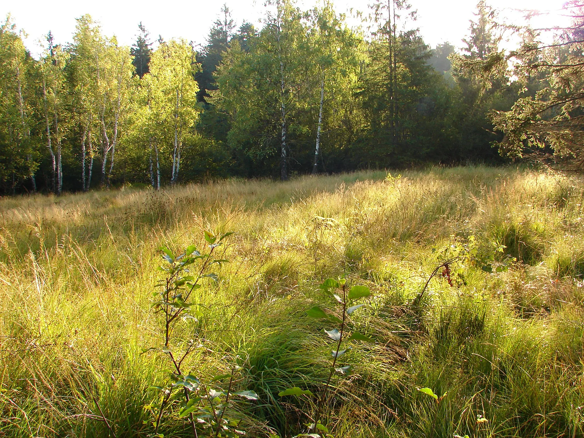 Photo showing: PP Ještěnice - rašelinné porosty s břízou bělokorou v pozadí