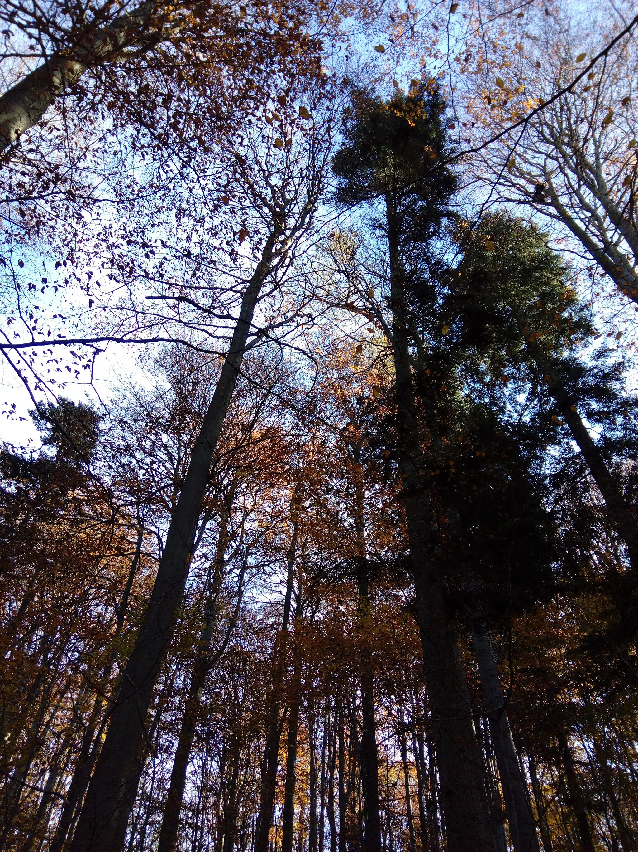 Photo showing: Podzimní šat místních stromů