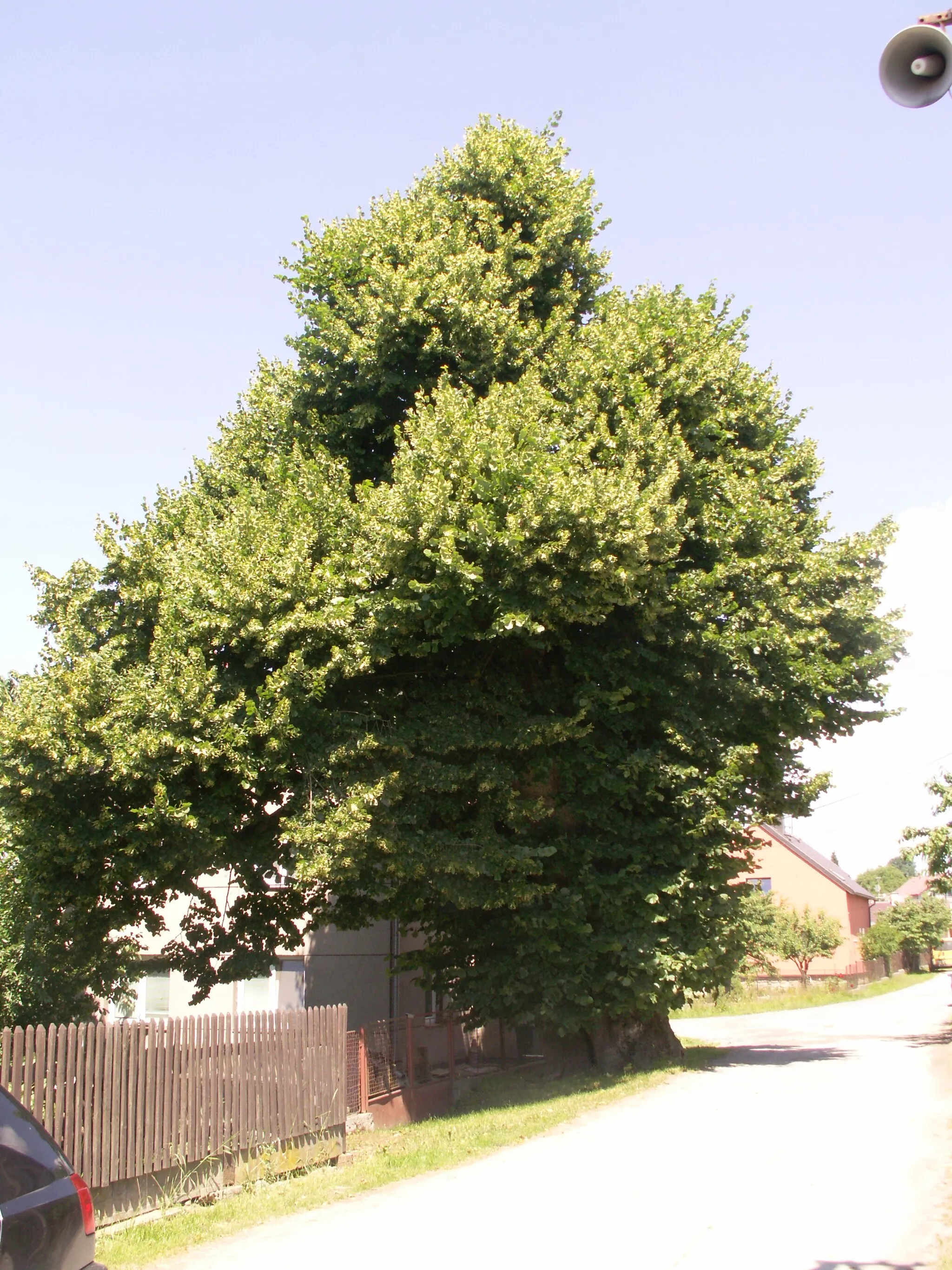 Photo showing: Škrdlovice - lípa velkolistá - památný strom