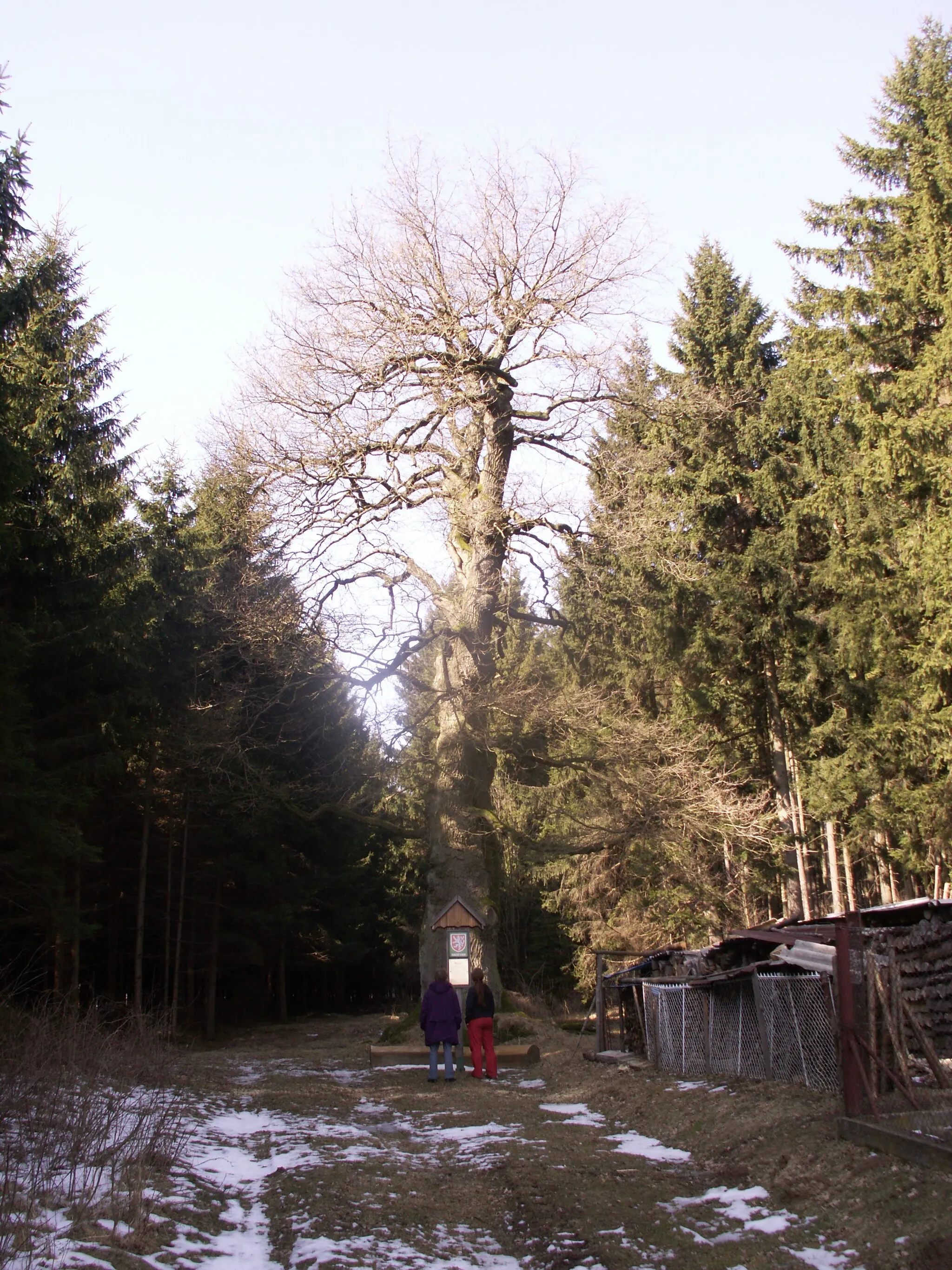 Photo showing: dub zimní (Quercus petraea (Mattuschka) Liebl.), památný strom, výška 15 m, obvod 6 m, Starý Telečkov, okres Žďár nad Sázavou, kraj Vysočina