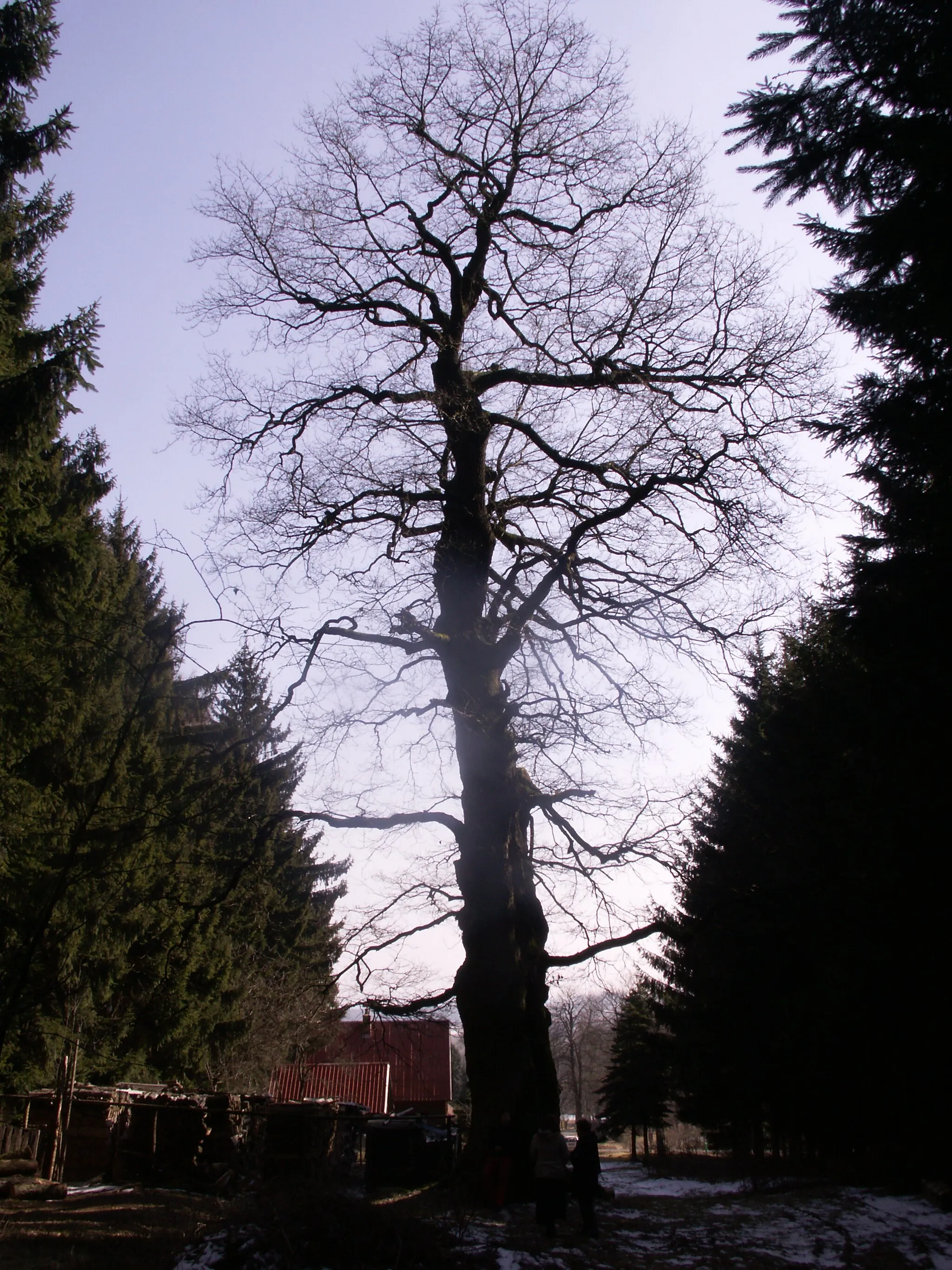 Photo showing: dub zimní (Quercus petraea (Mattuschka) Liebl.), památný strom, výška 15 m, obvod 6 m, Starý Telečkov, okres Ždár nad Sázavou, kraj Vysočina