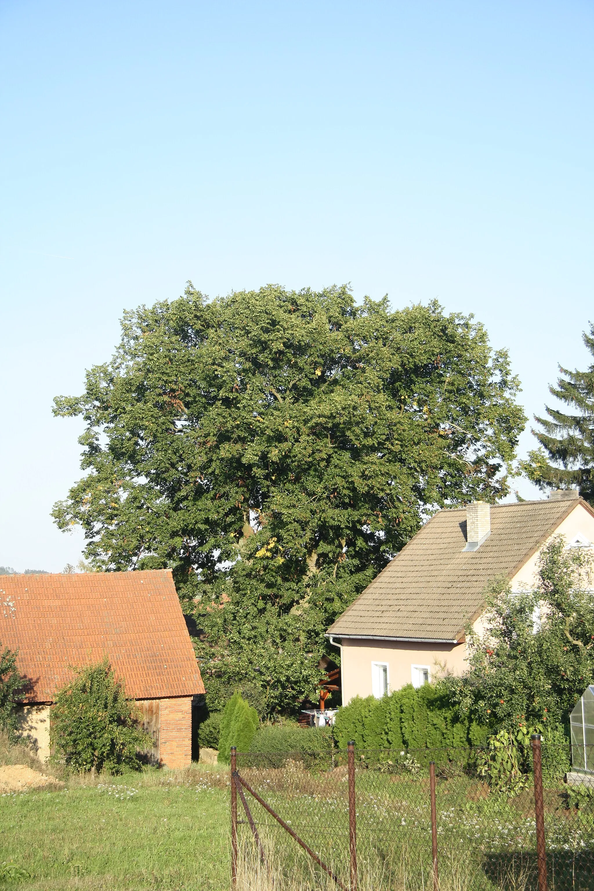 Photo showing: Famous tree Staňkova lípa in Bohdalec, Žďár nad Sázavou District.